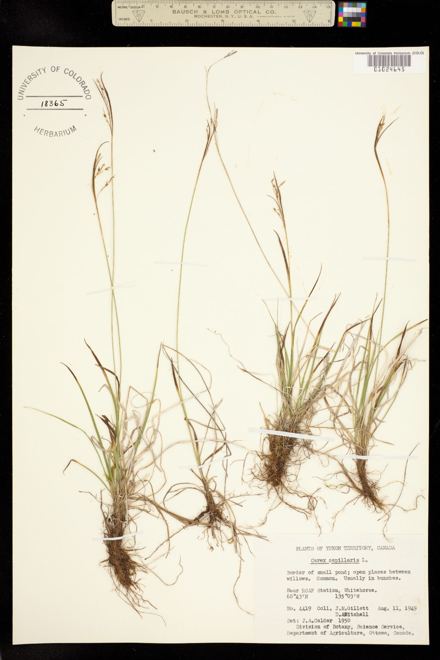 Carex capillaris image