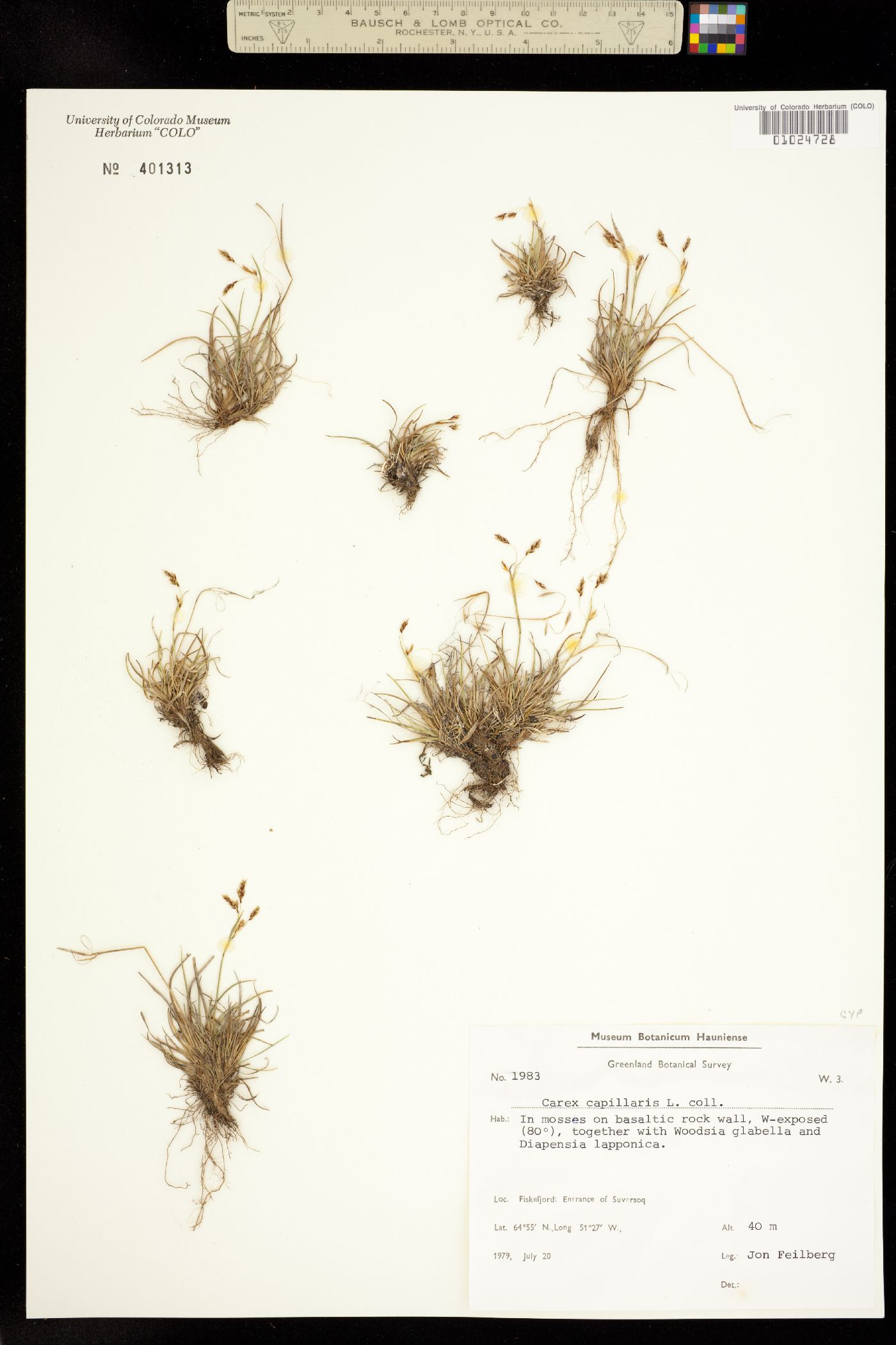 Carex capillaris image