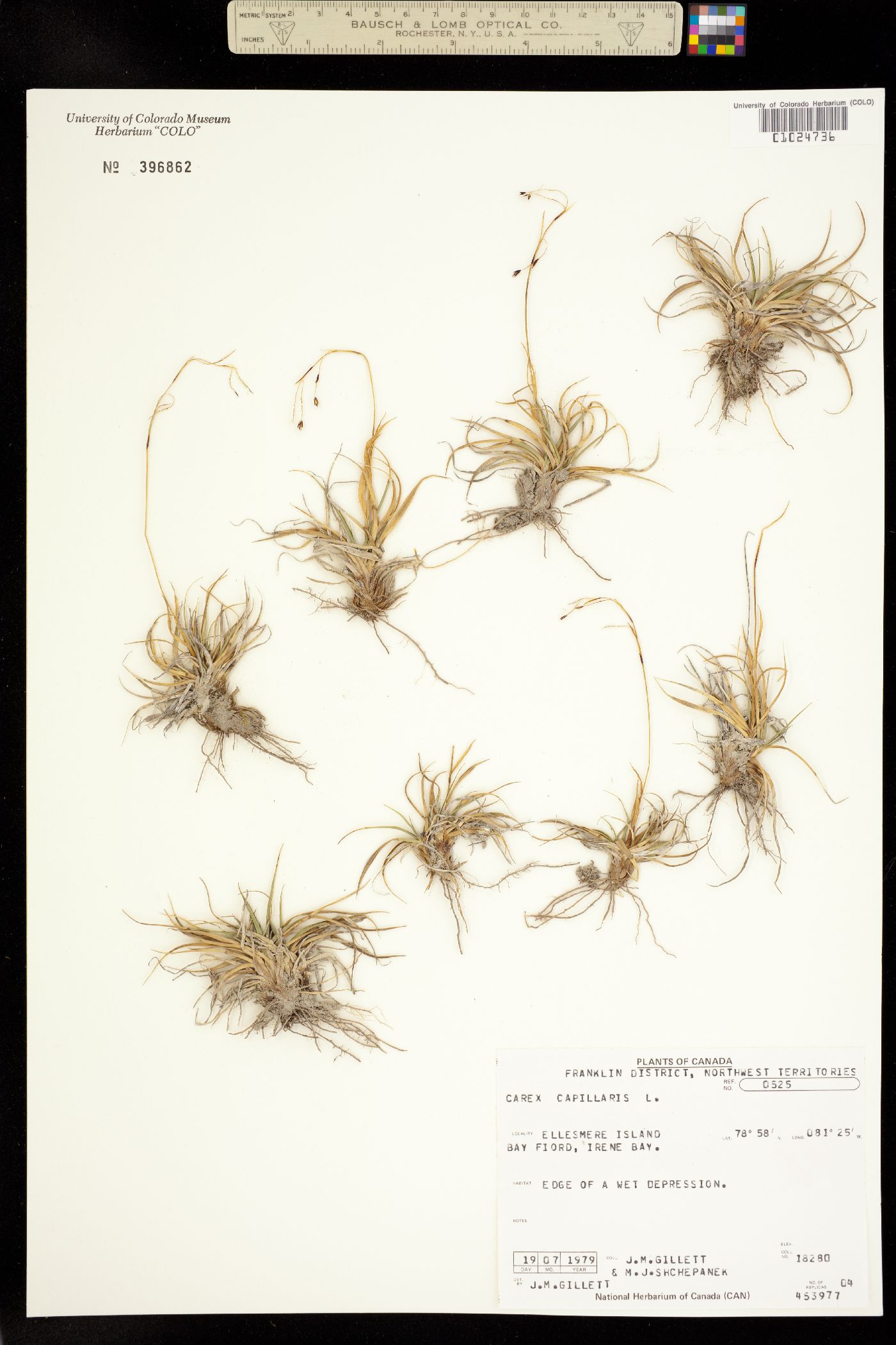 Carex capillaris image