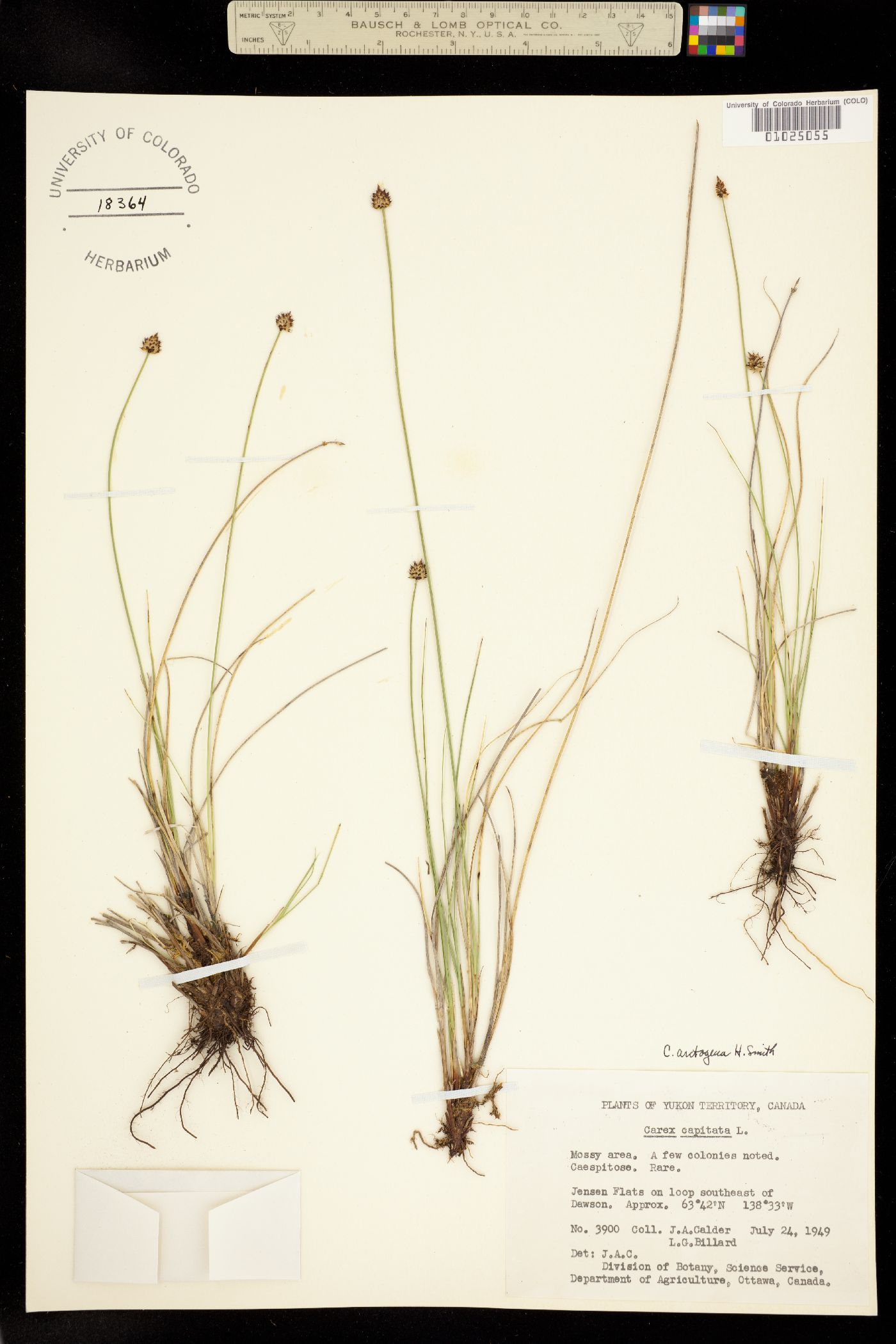 Carex capitata image