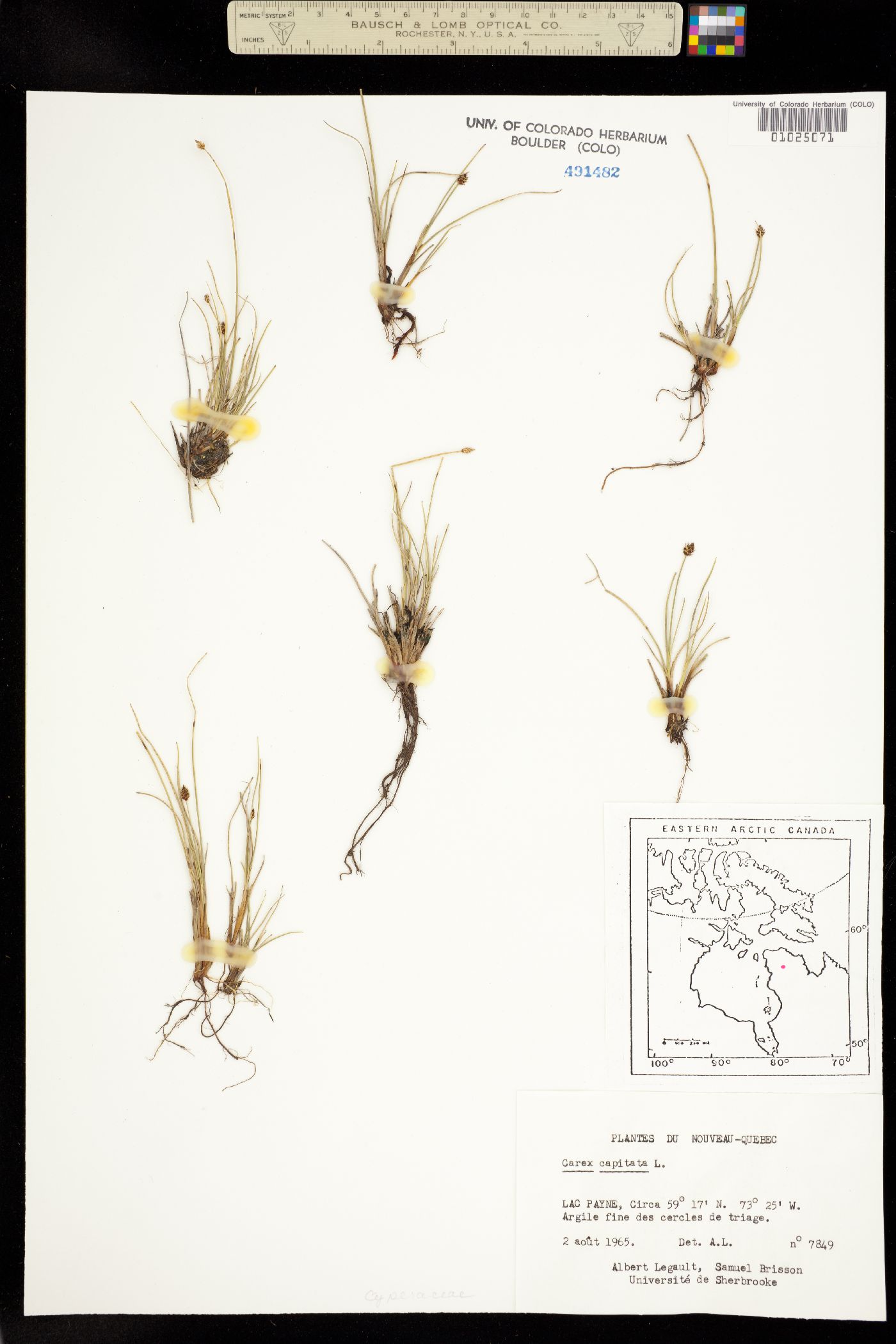 Carex capitata image