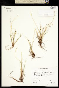 Carex capitata subsp. arctogena image
