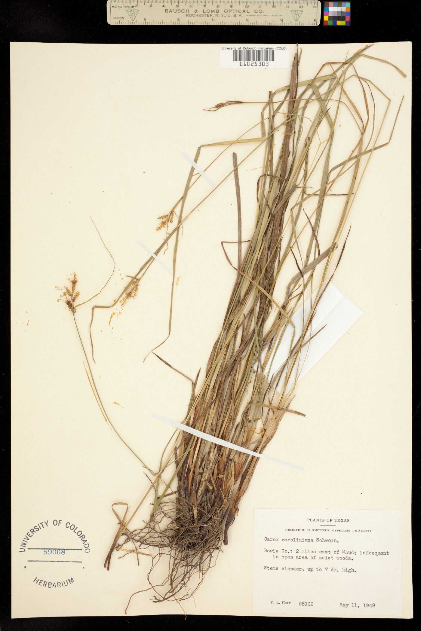 Carex caroliniana image