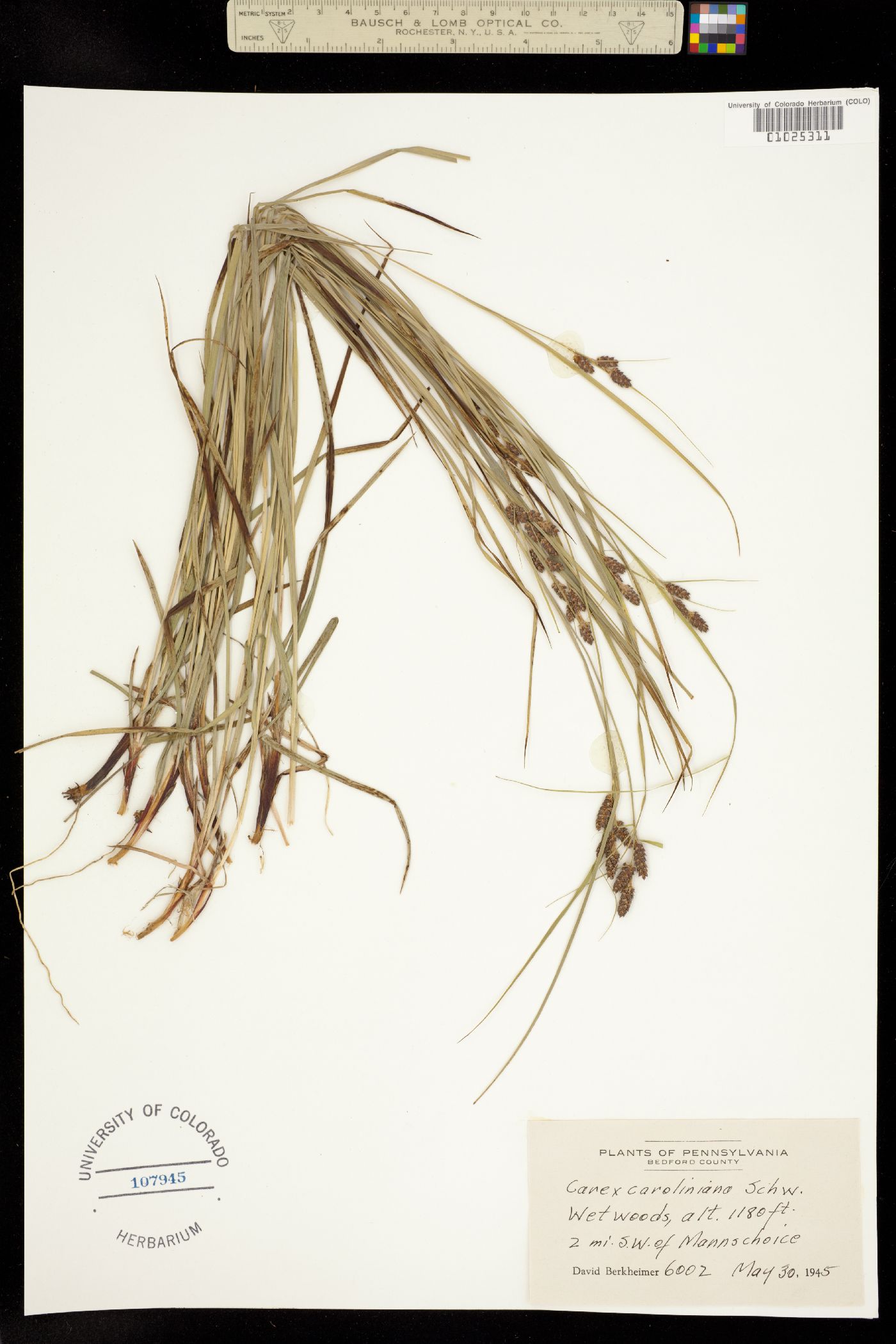 Carex caroliniana image