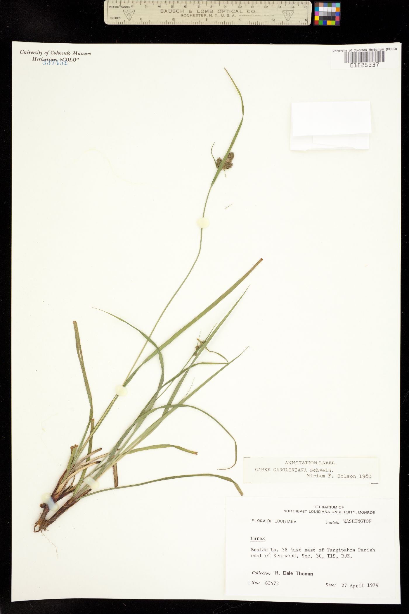 Carex caroliniana image