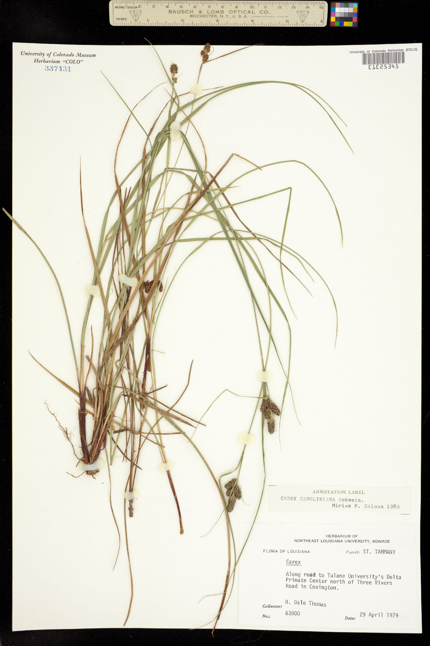 Carex caroliniana image
