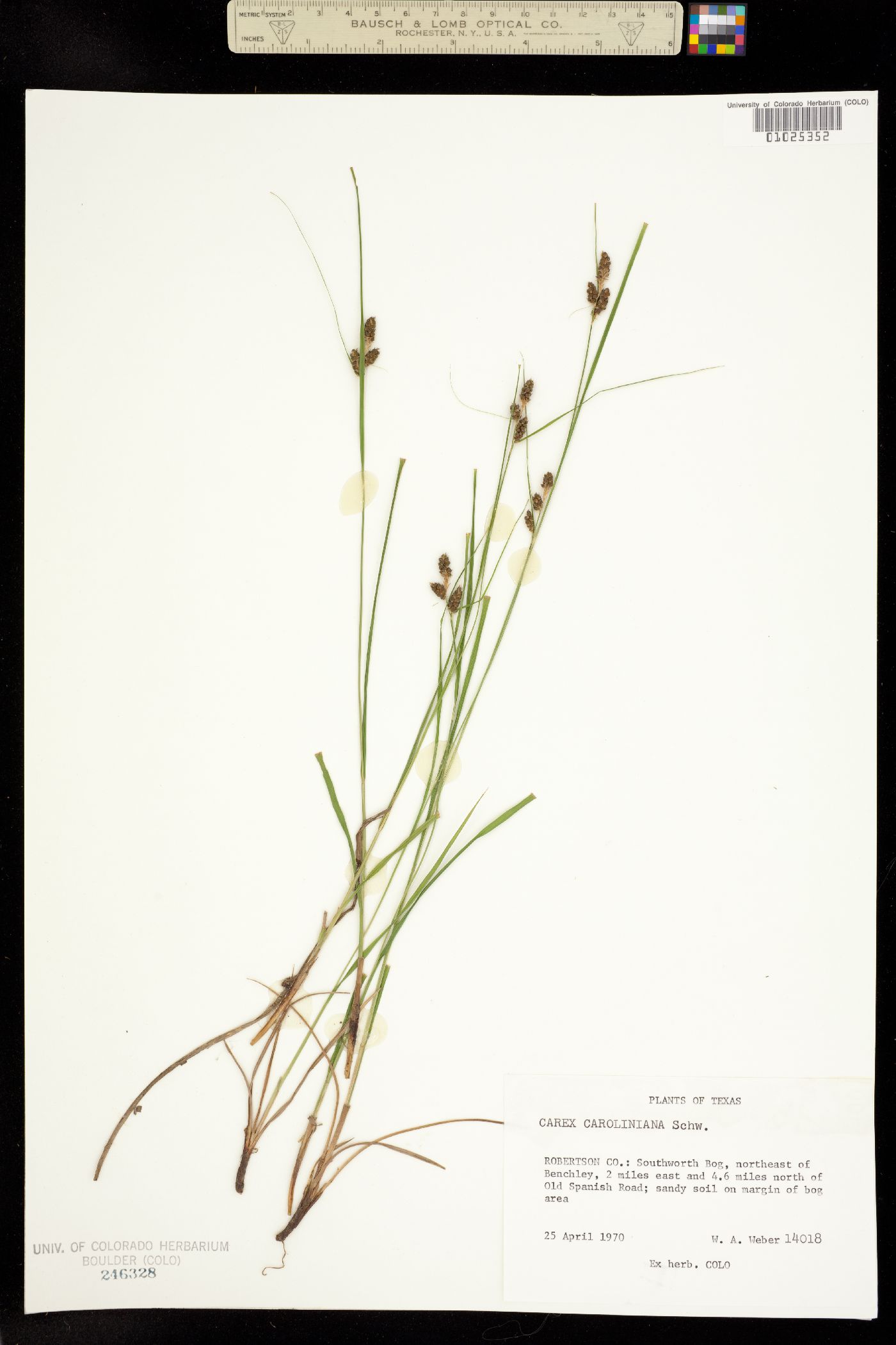 Carex caroliniana image