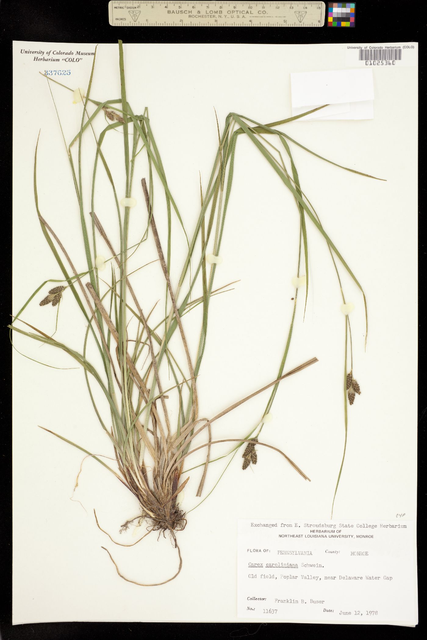 Carex caroliniana image