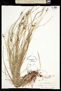 Image of Carex caroliniana