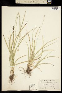 Image of Carex cephalophora
