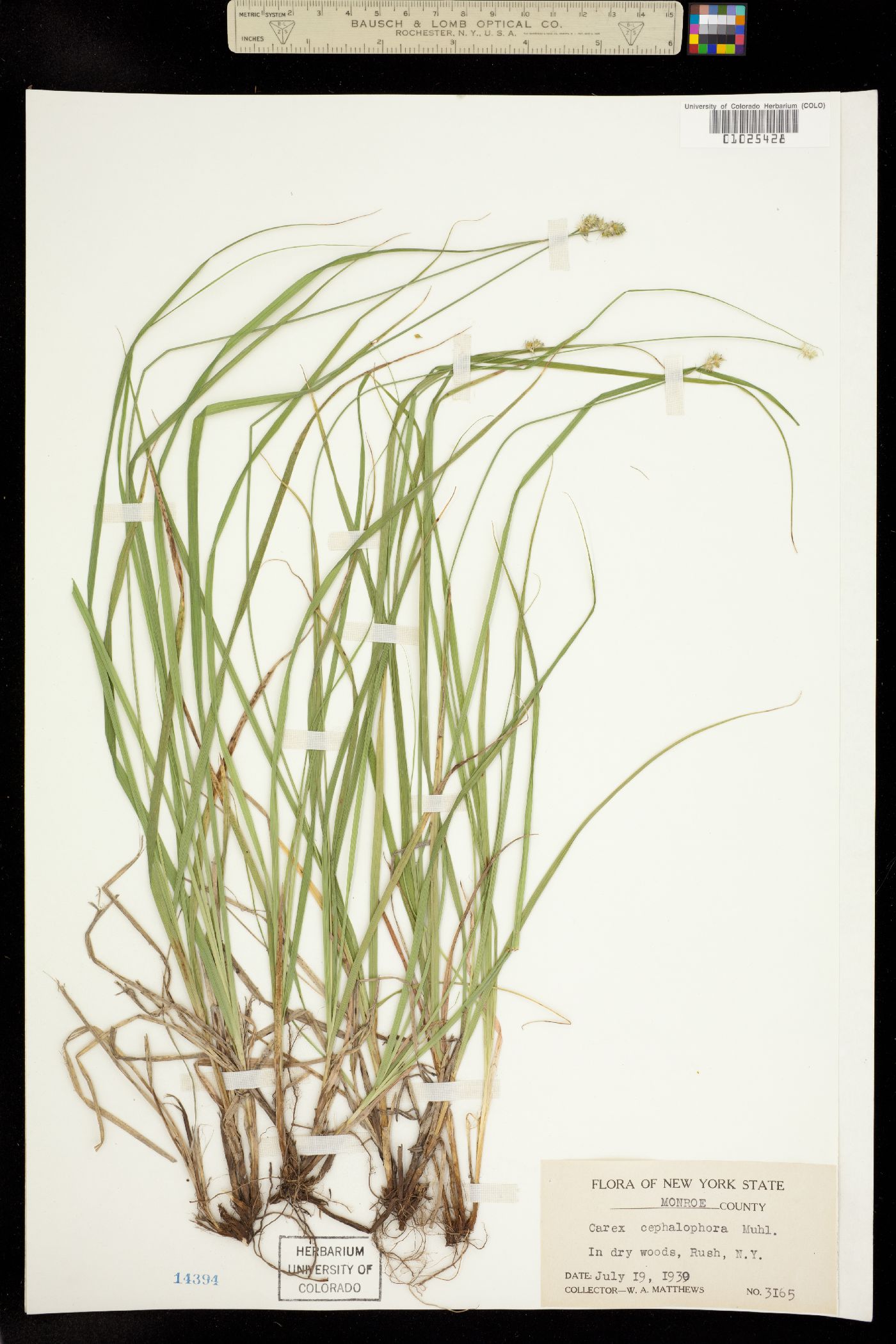 Carex cephalophora image