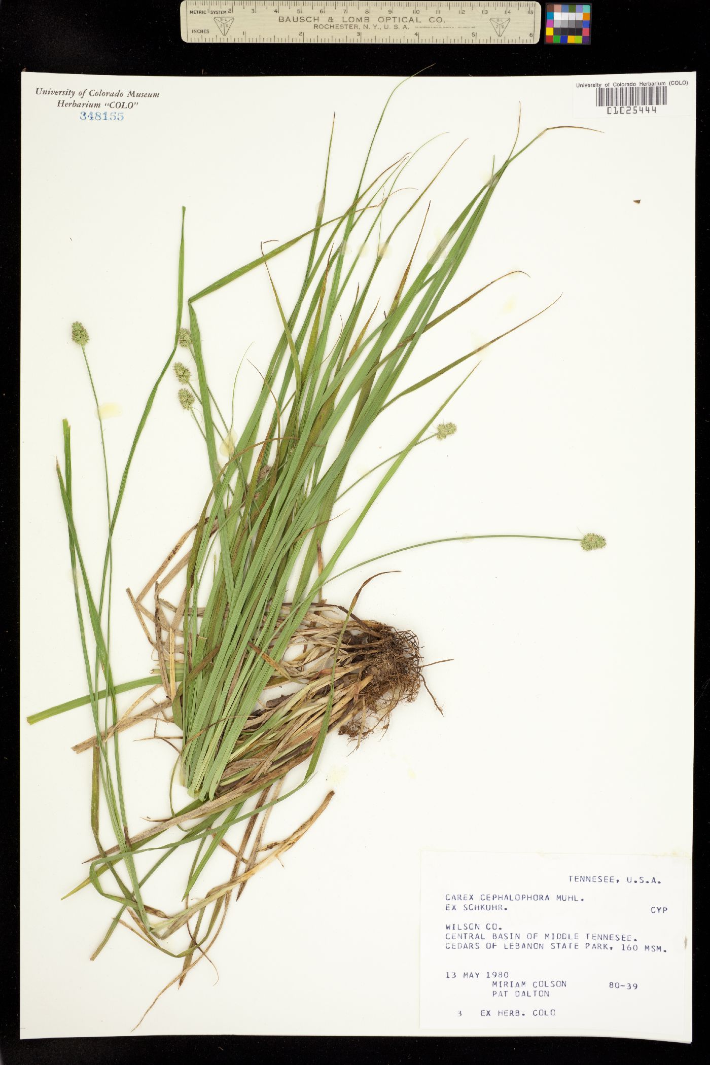 Carex cephalophora image