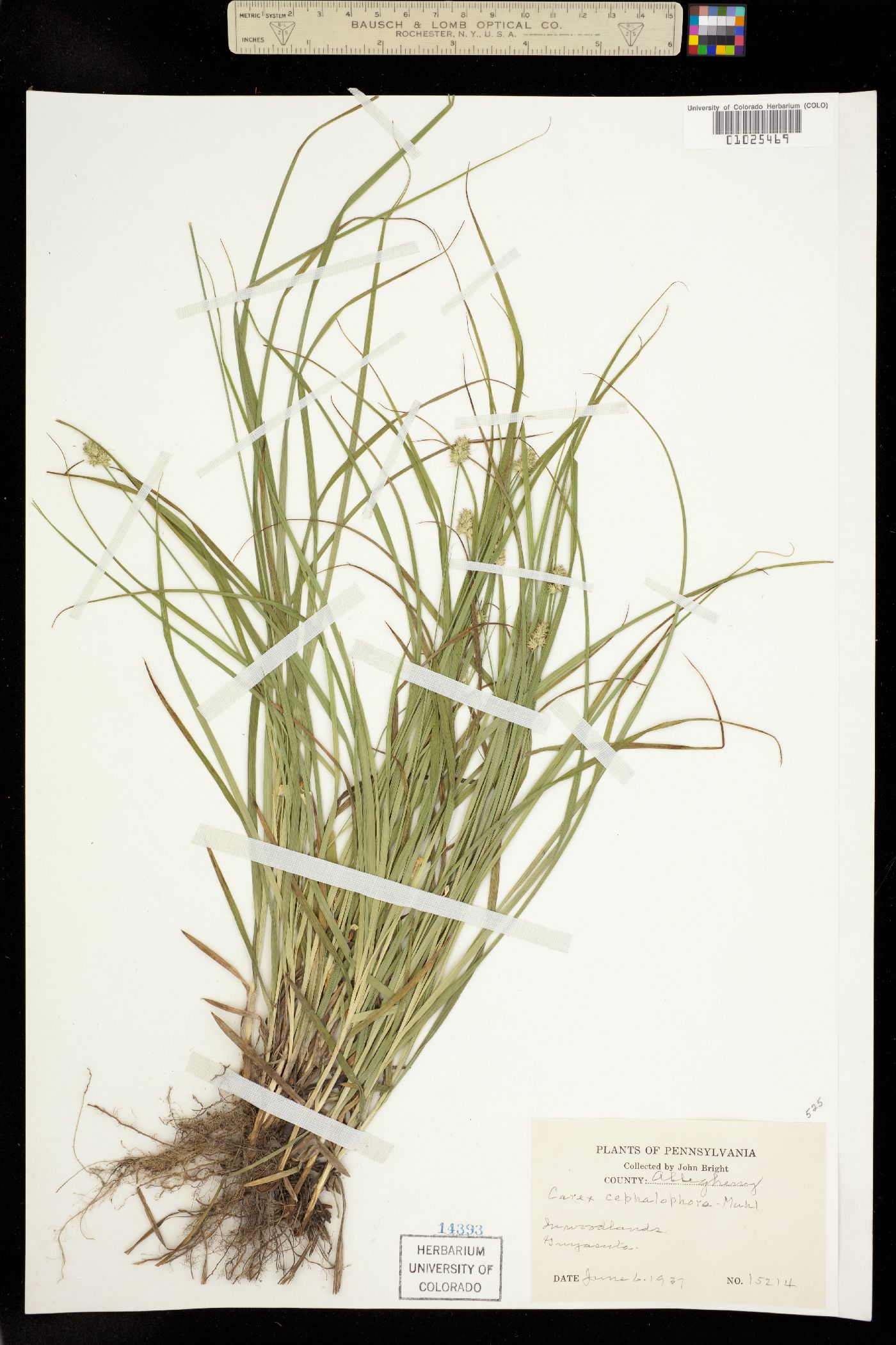 Carex cephalophora image