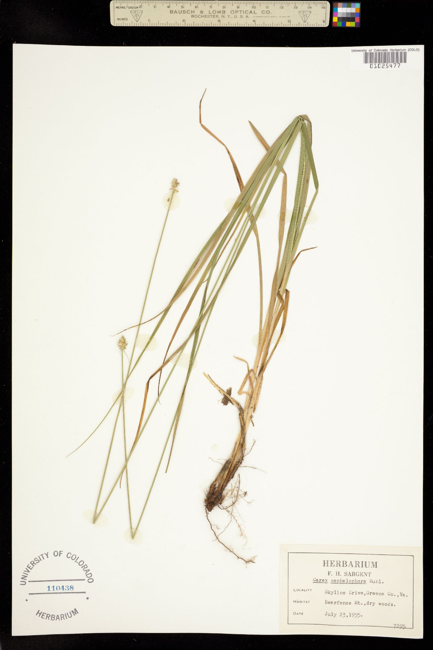 Carex cephalophora image