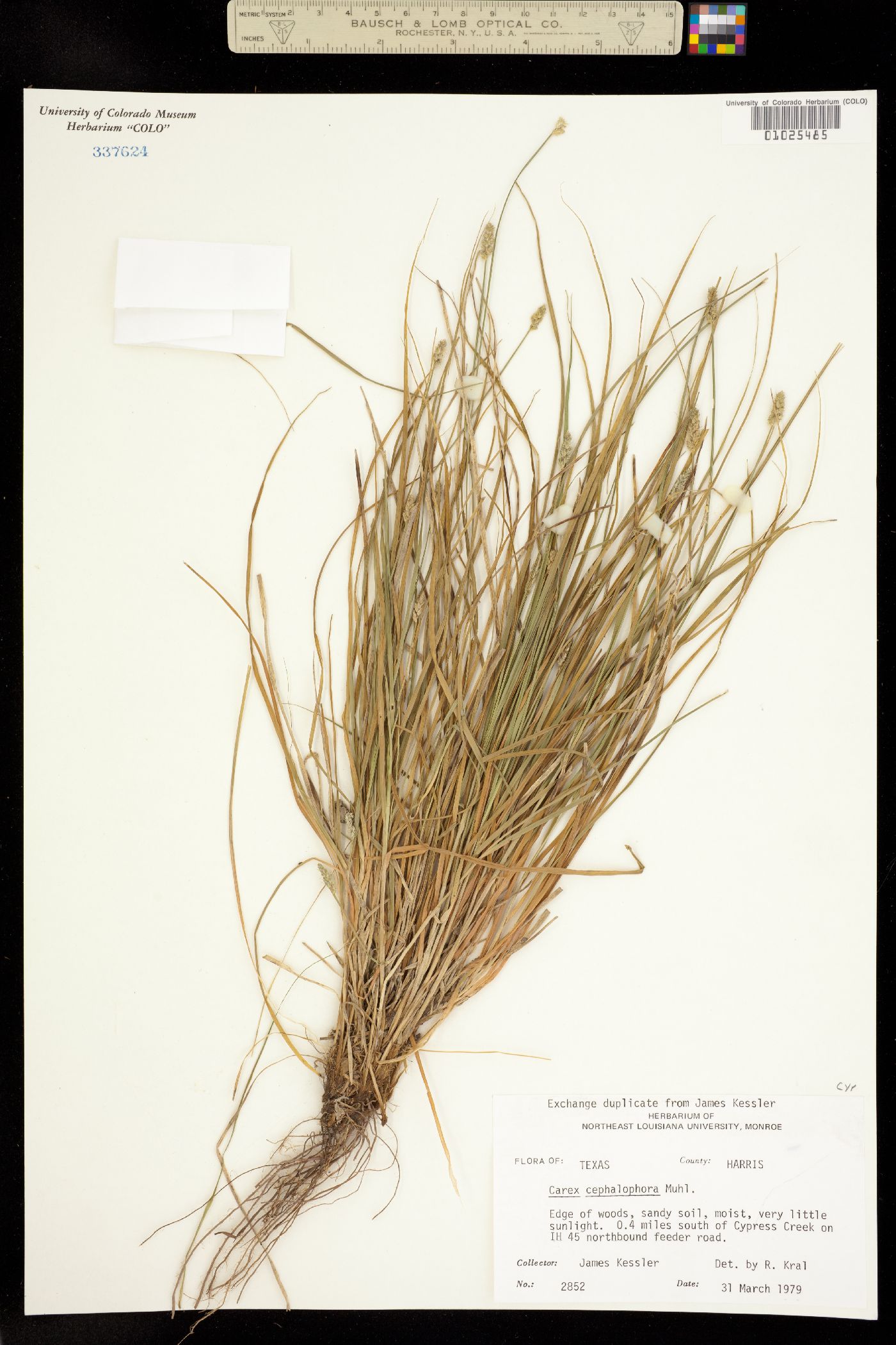 Carex cephalophora image