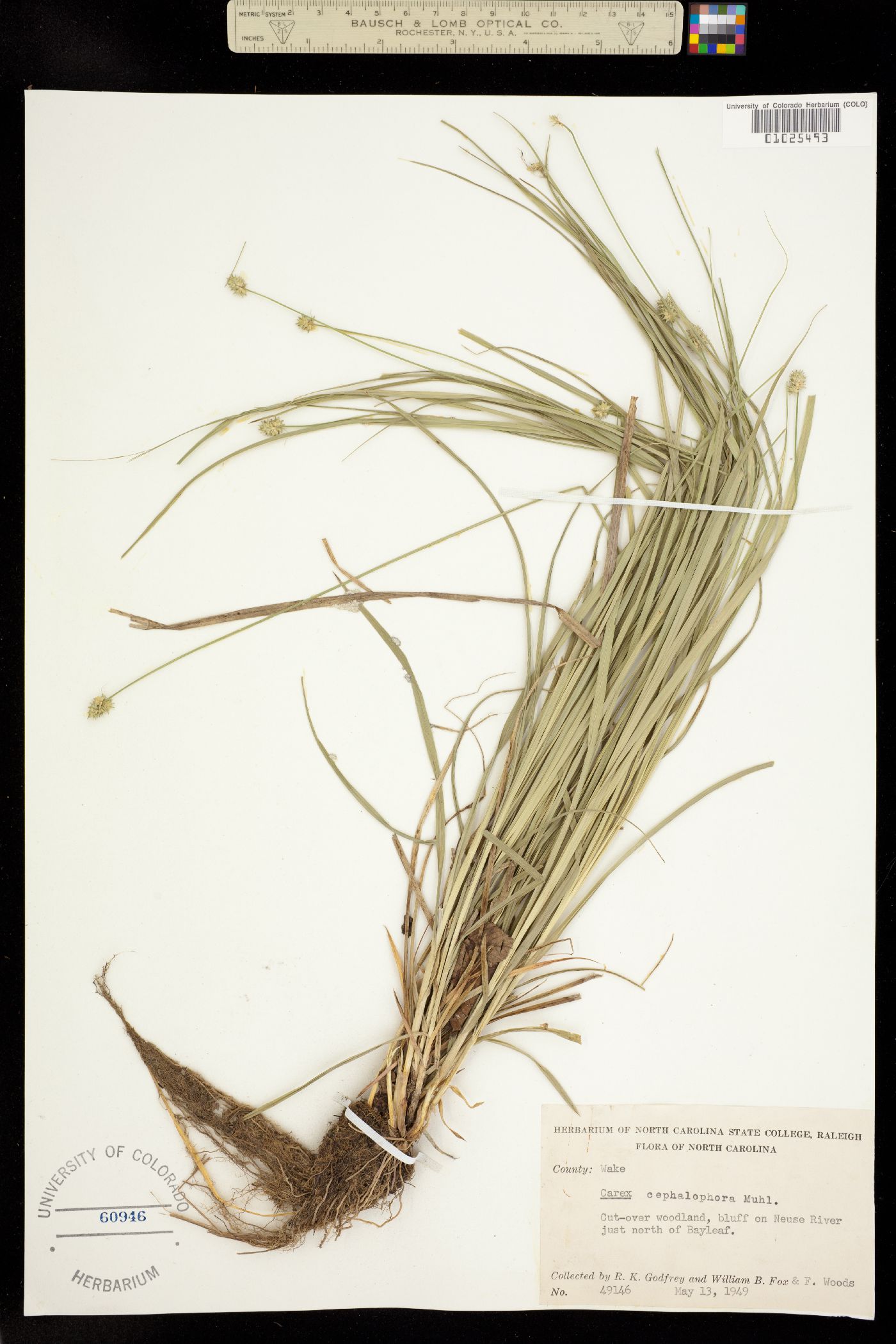 Carex cephalophora image