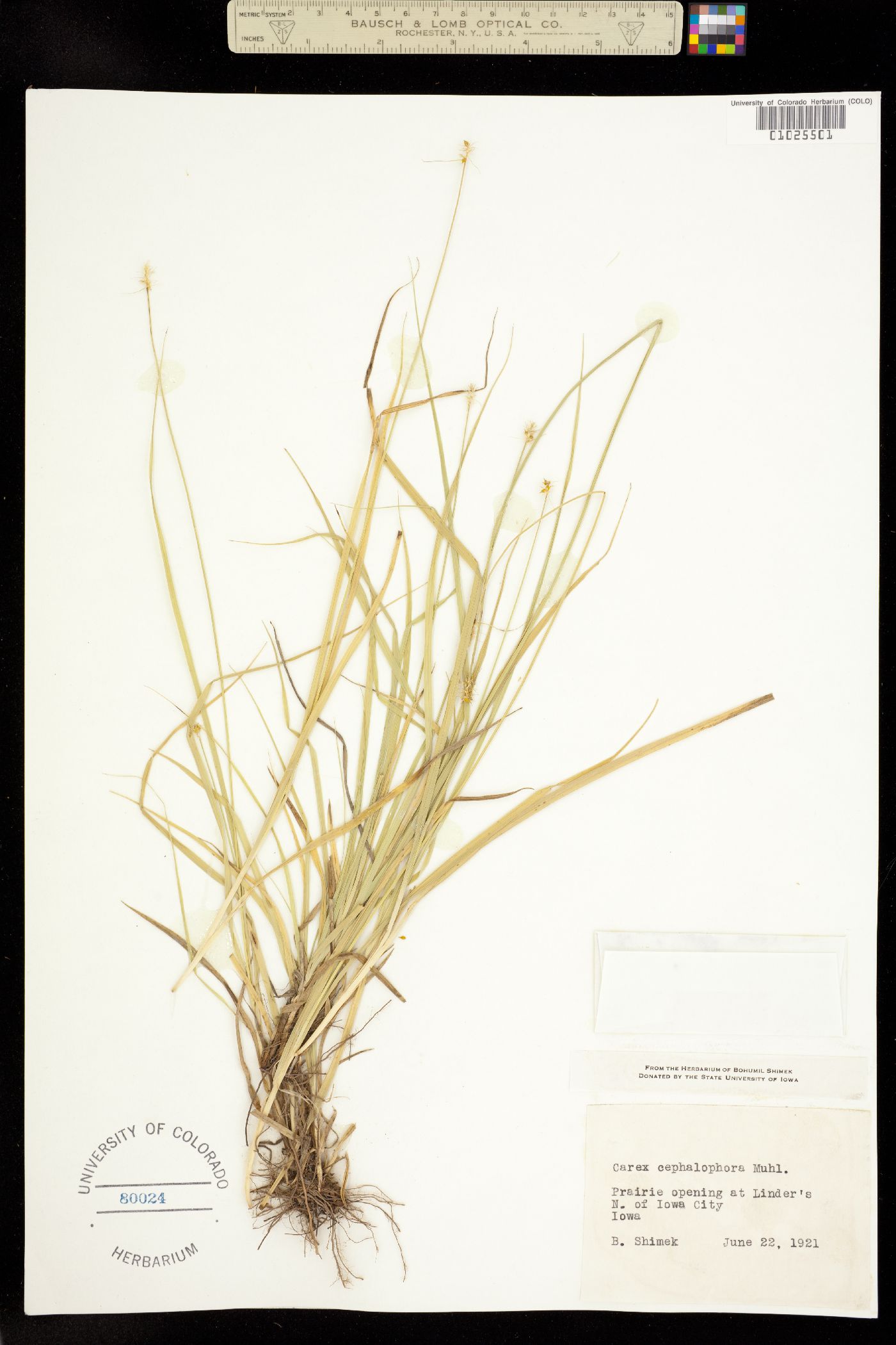 Carex cephalophora image