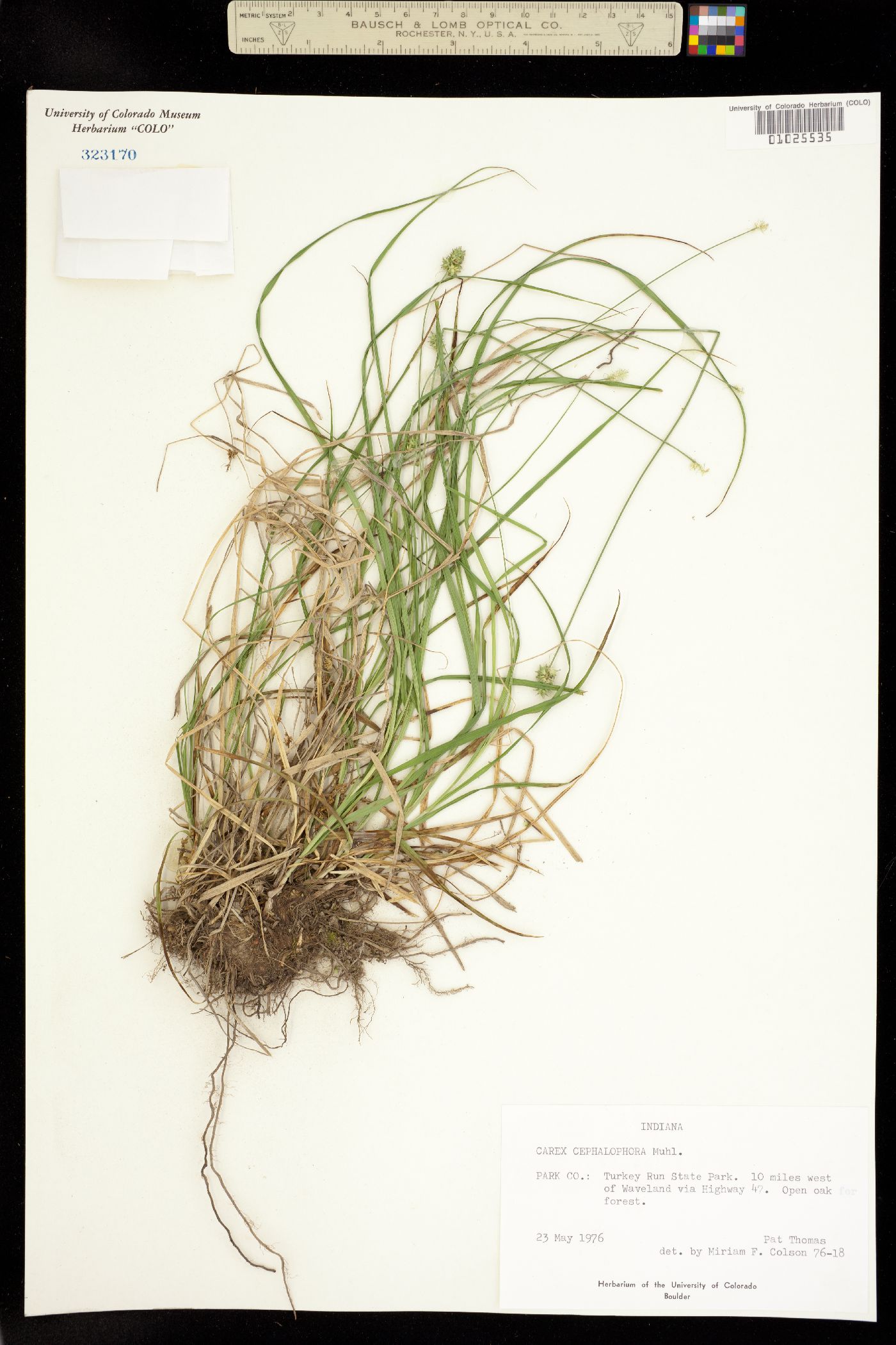 Carex cephalophora image