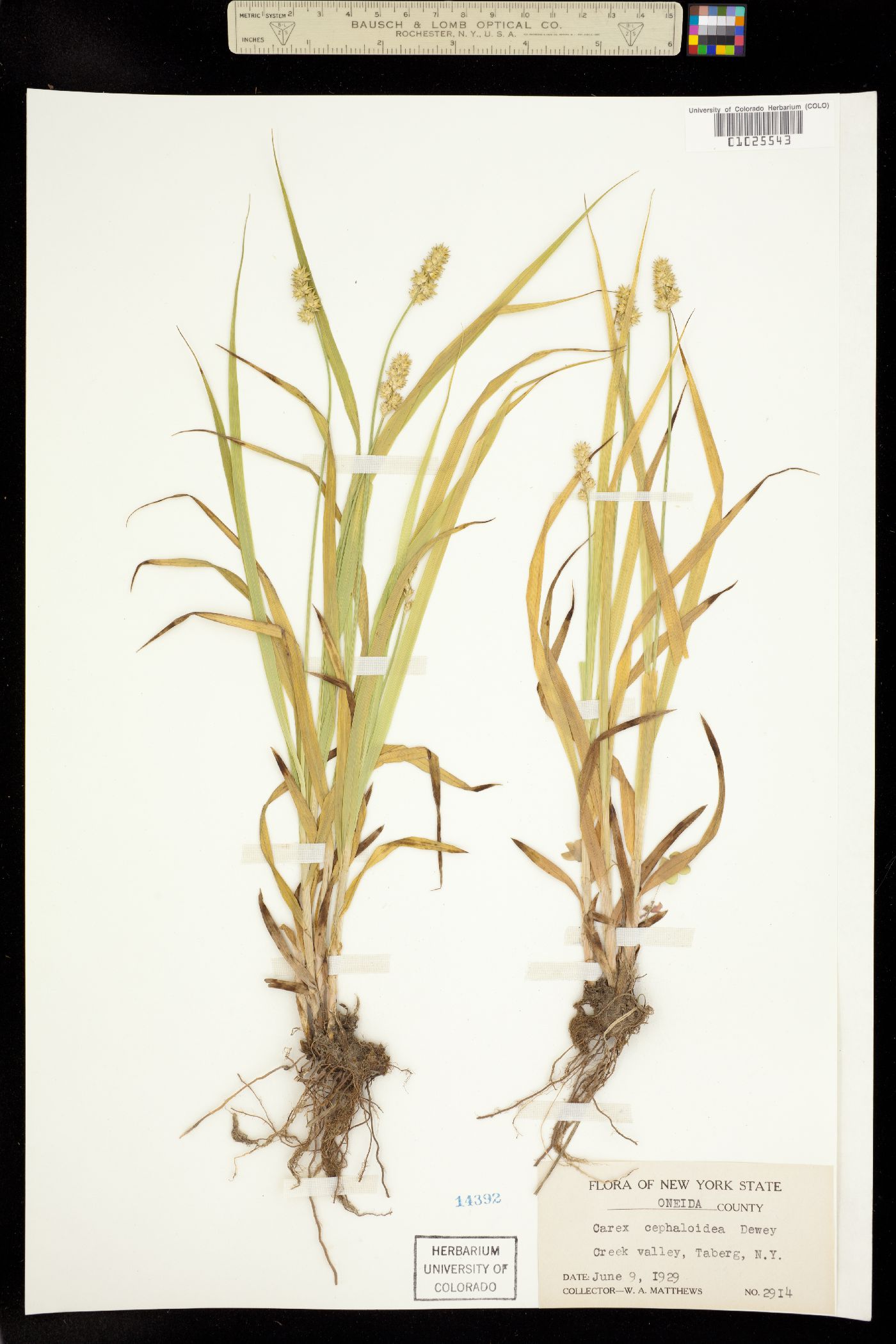 Carex cephaloidea image