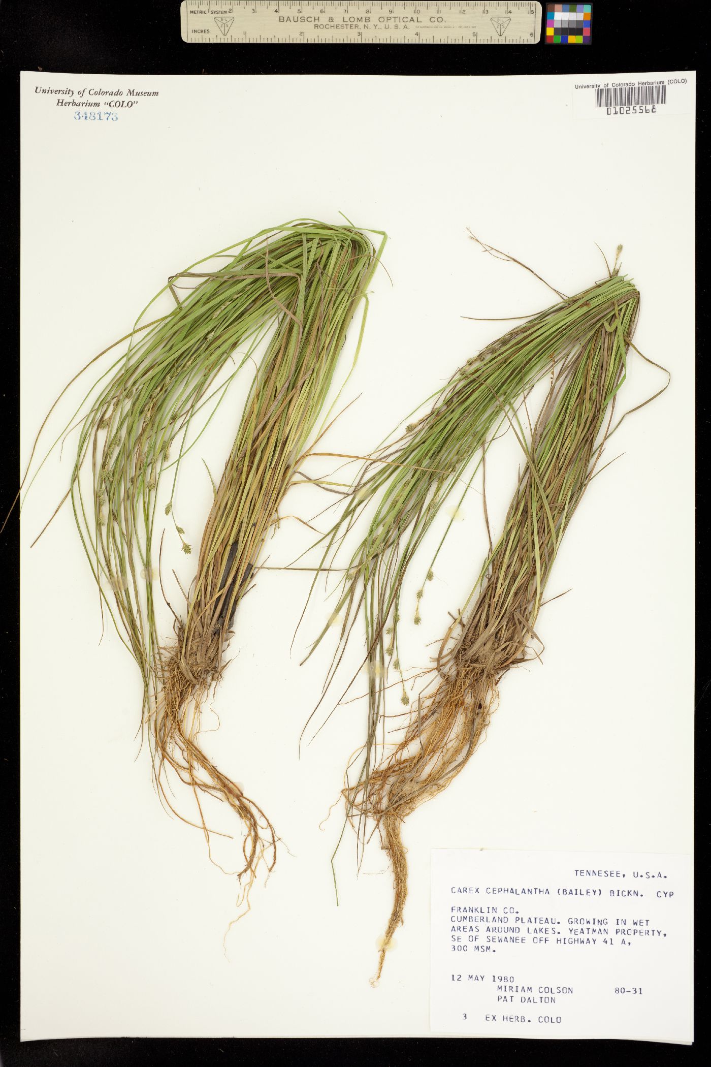 Carex echinata ssp. echinata image
