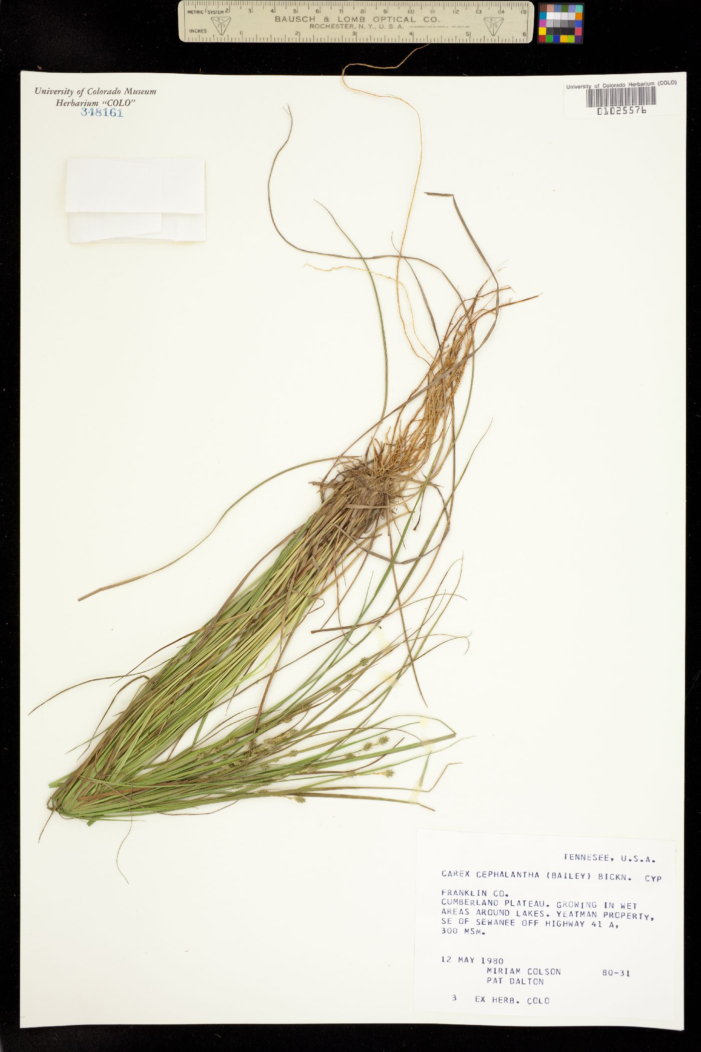 Carex echinata ssp. echinata image