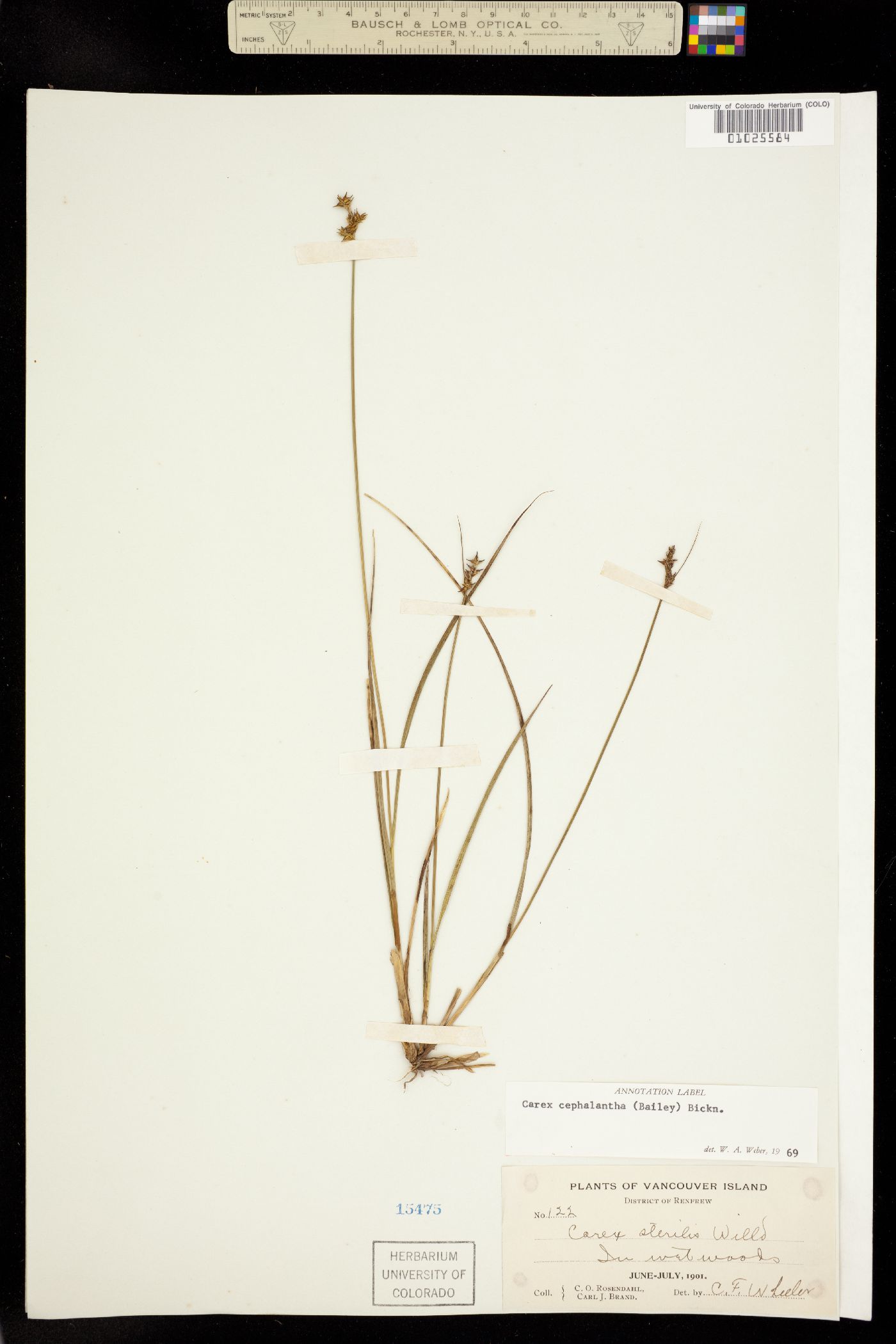 Carex echinata ssp. echinata image