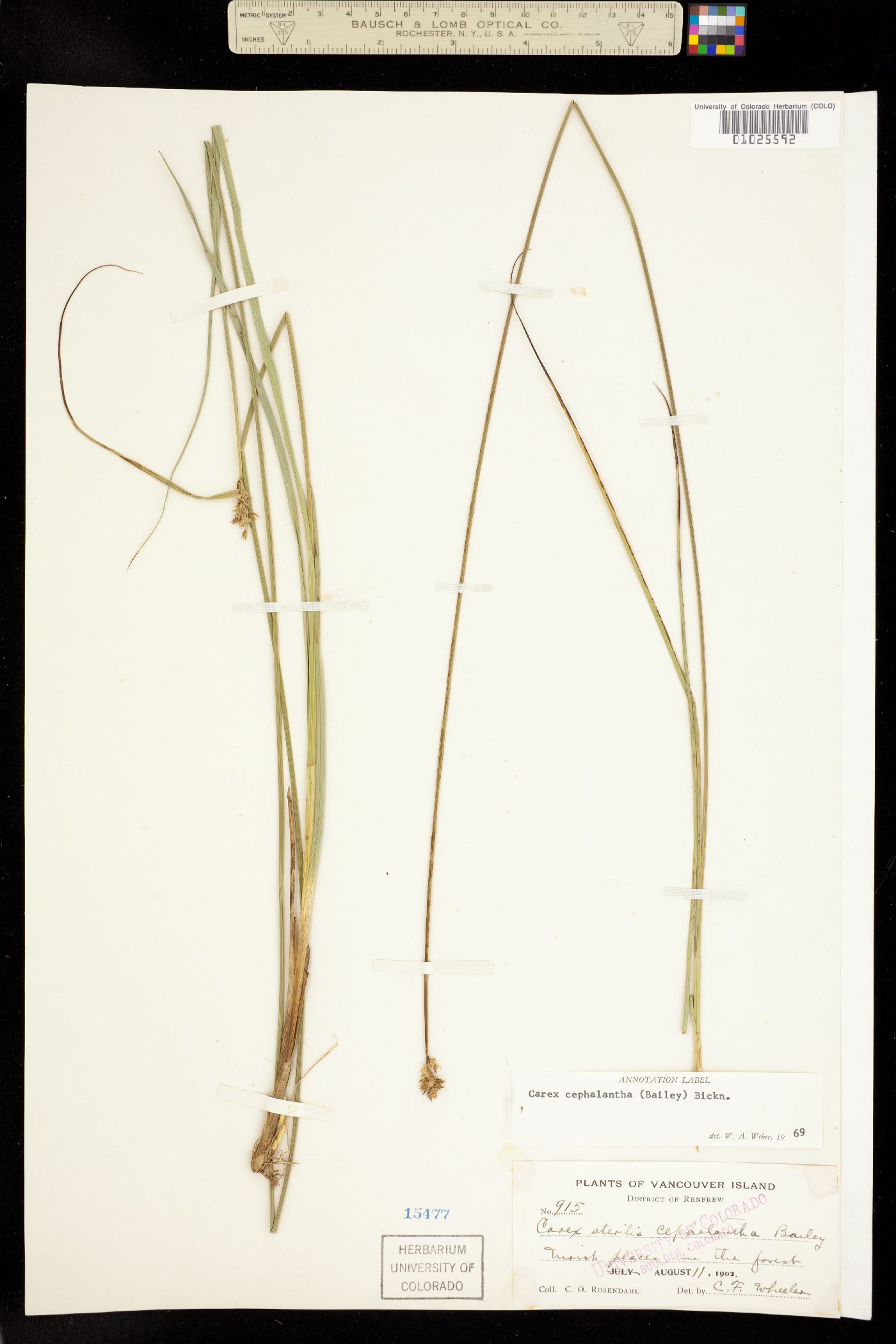 Carex echinata image