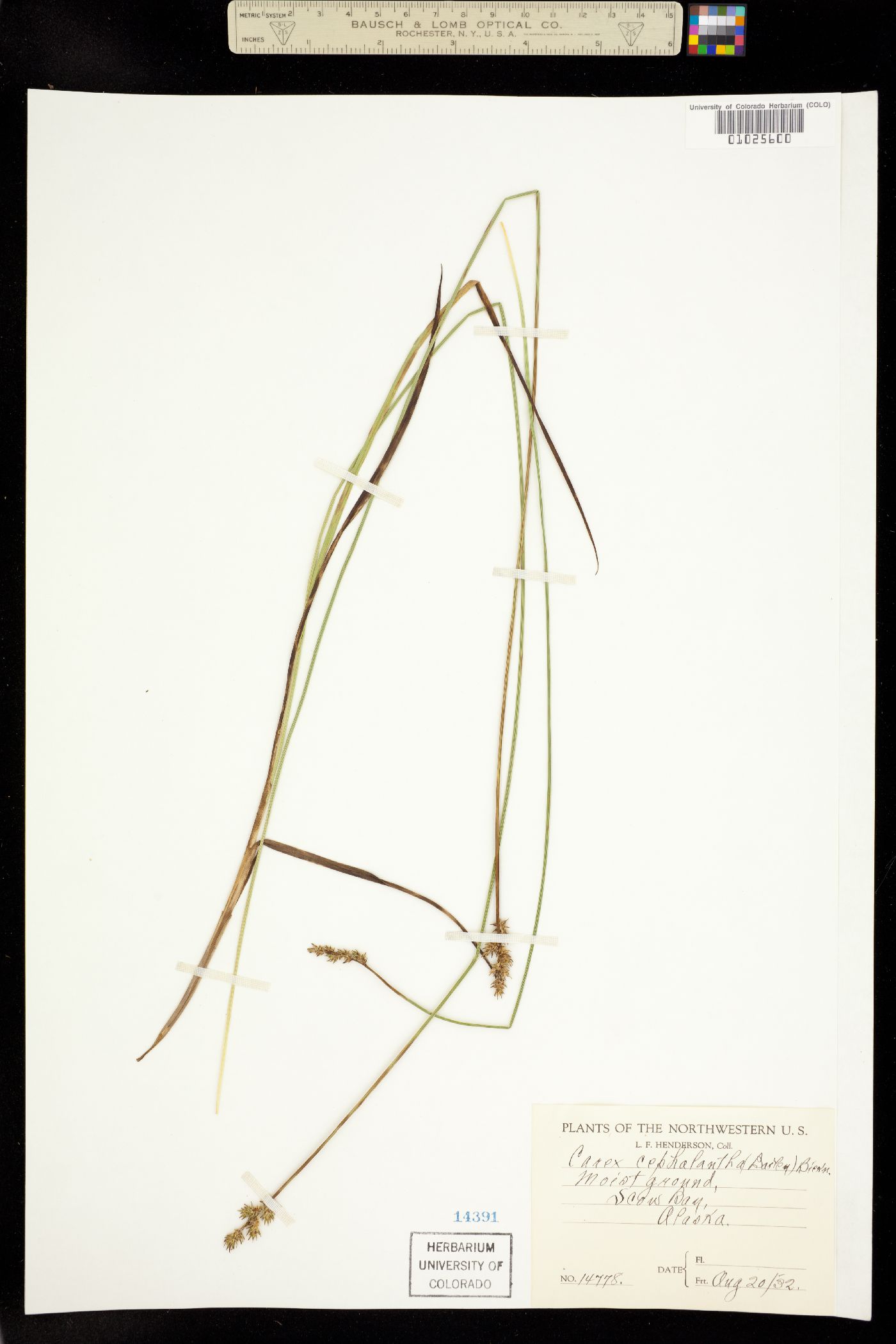 Carex echinata image