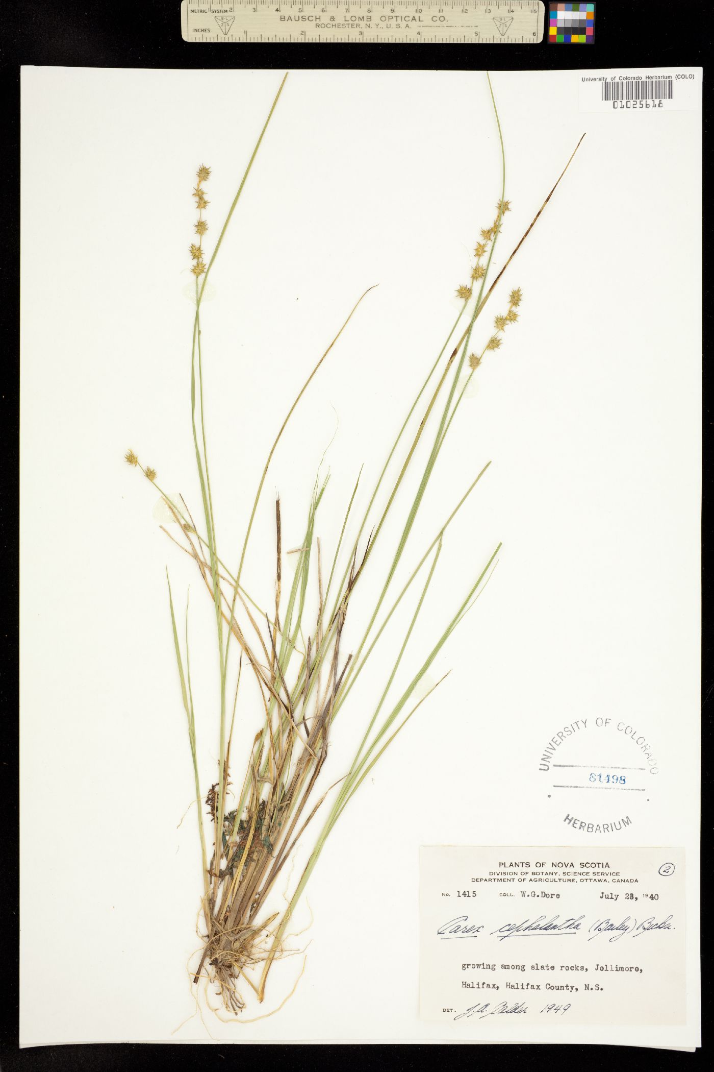 Carex echinata ssp. echinata image