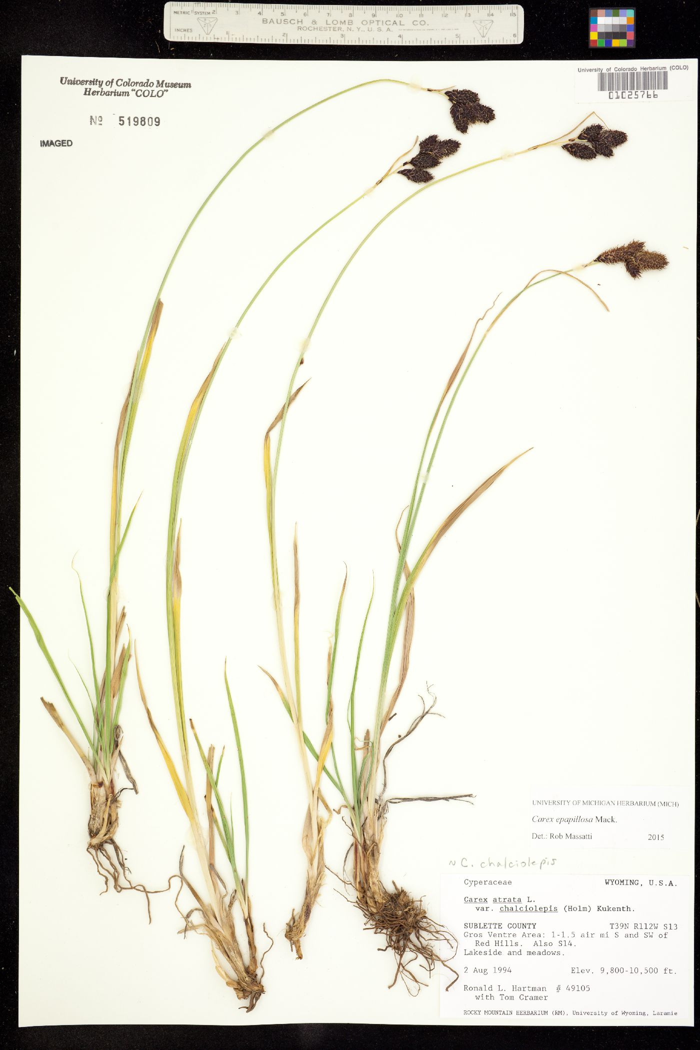 Carex epapillosa image