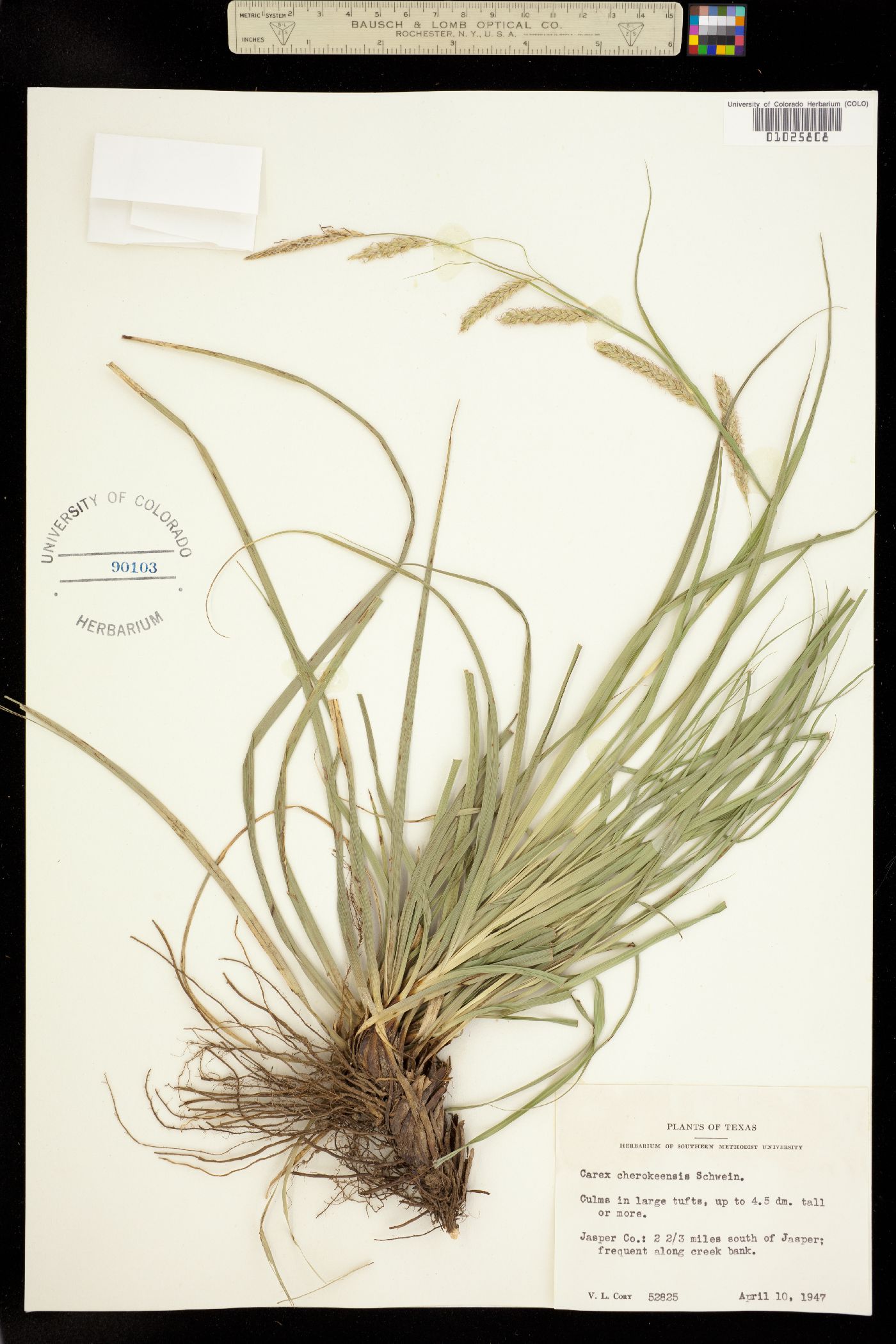 Carex cherokeensis image