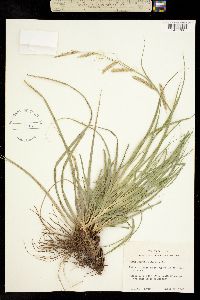 Image of Carex cherokeensis