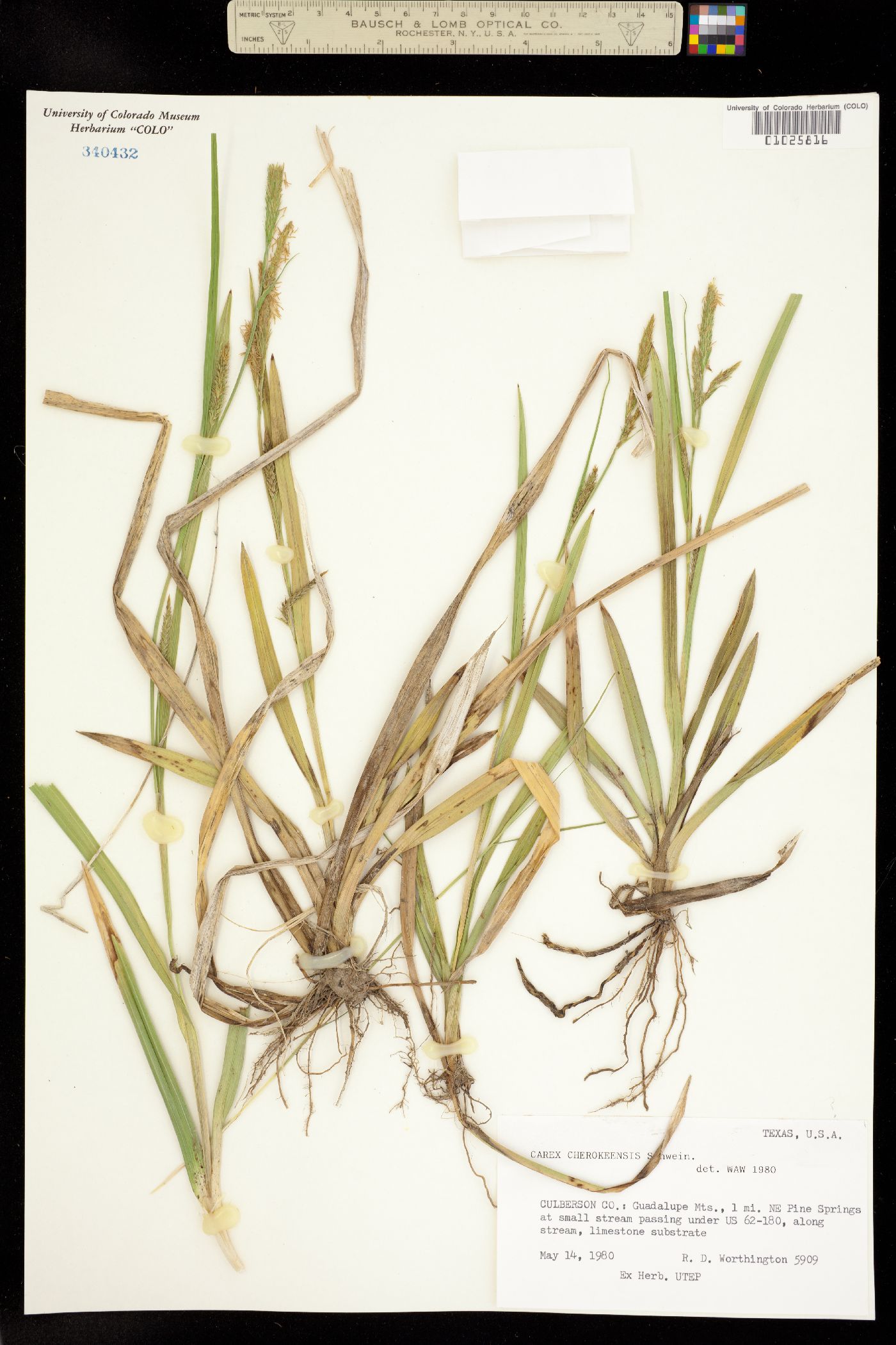 Carex cherokeensis image