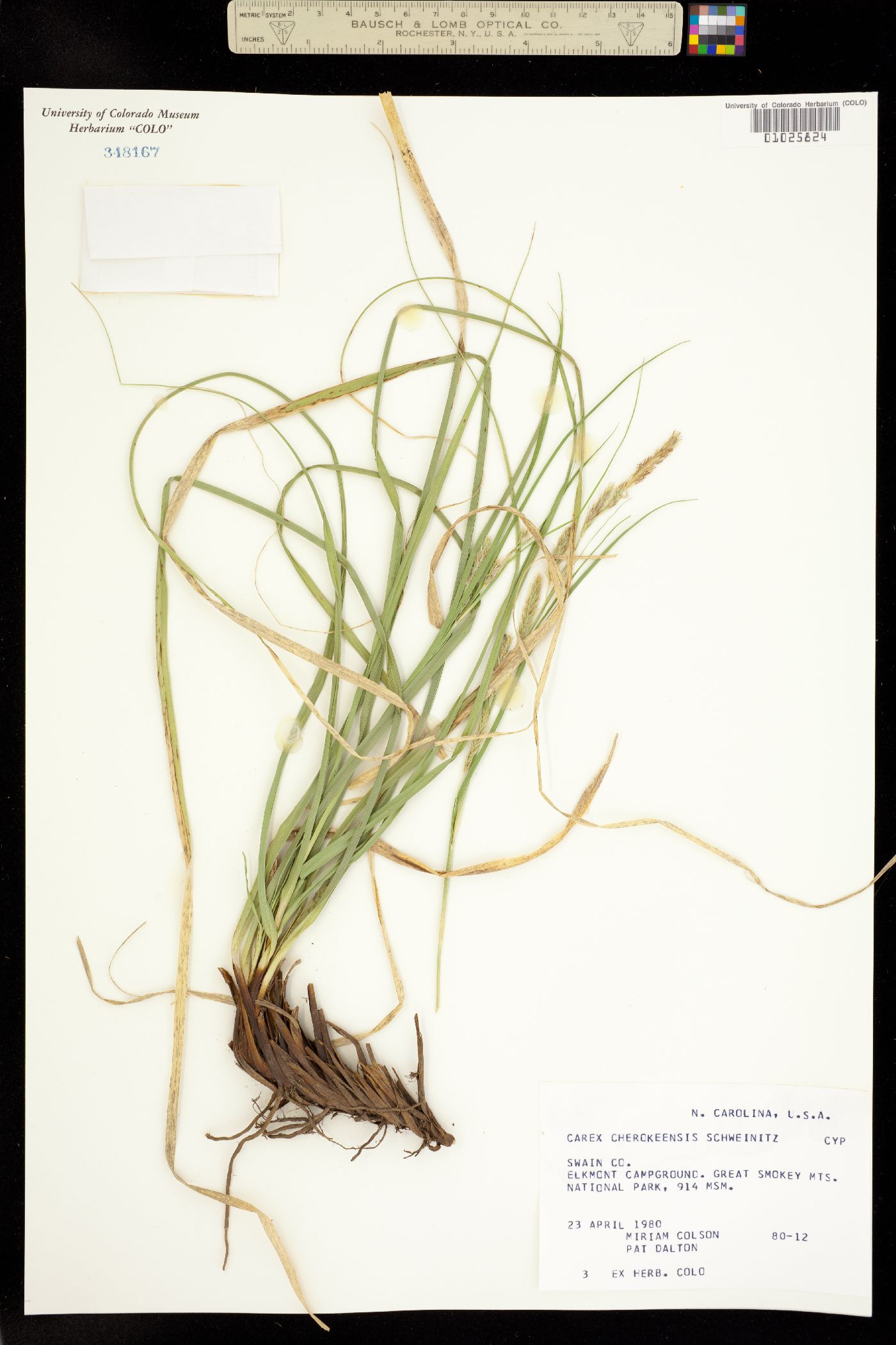 Carex cherokeensis image