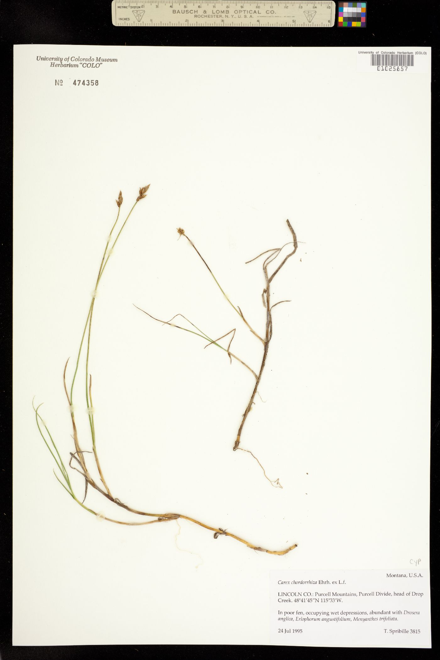 Carex chordorrhiza image