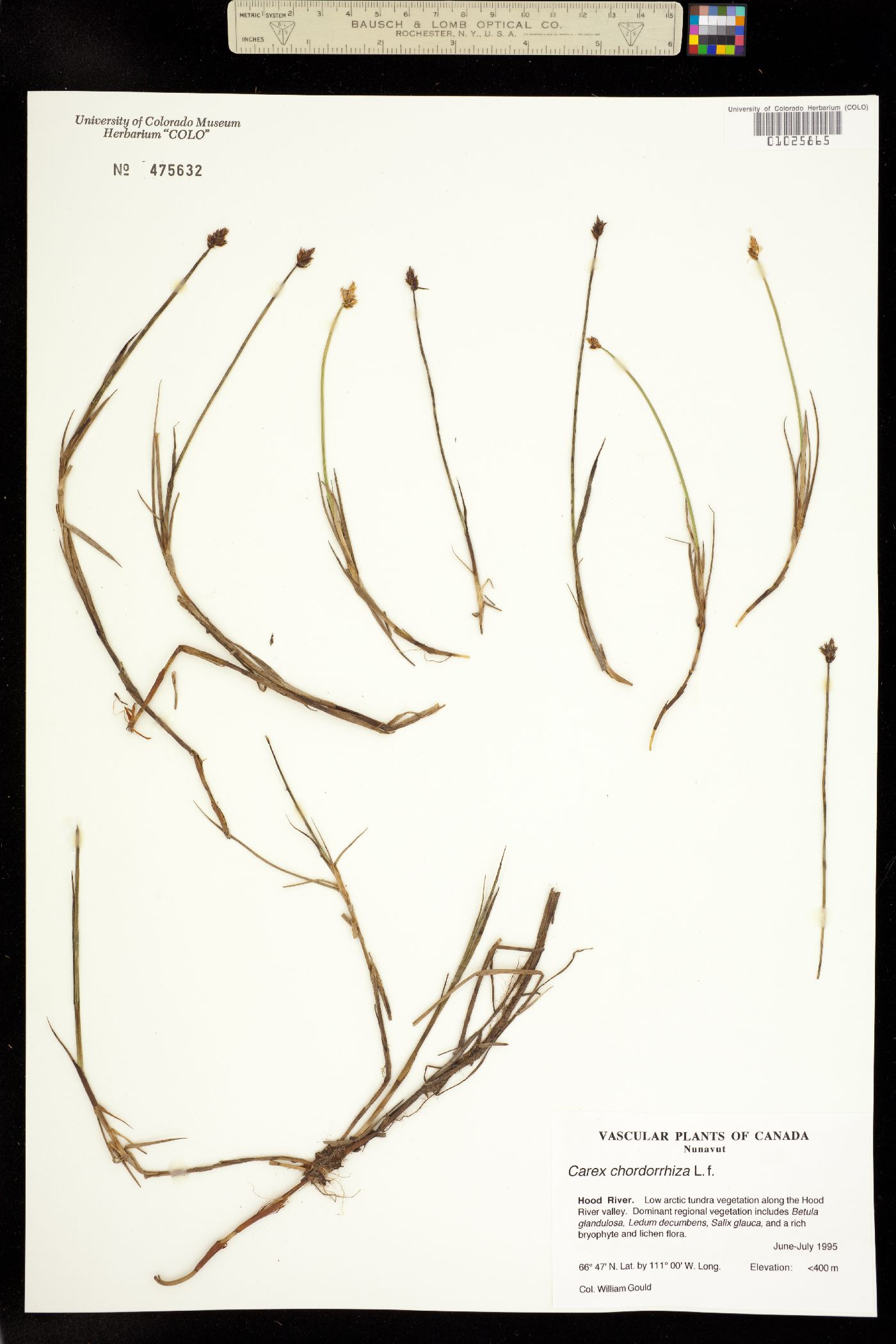 Carex chordorrhiza image