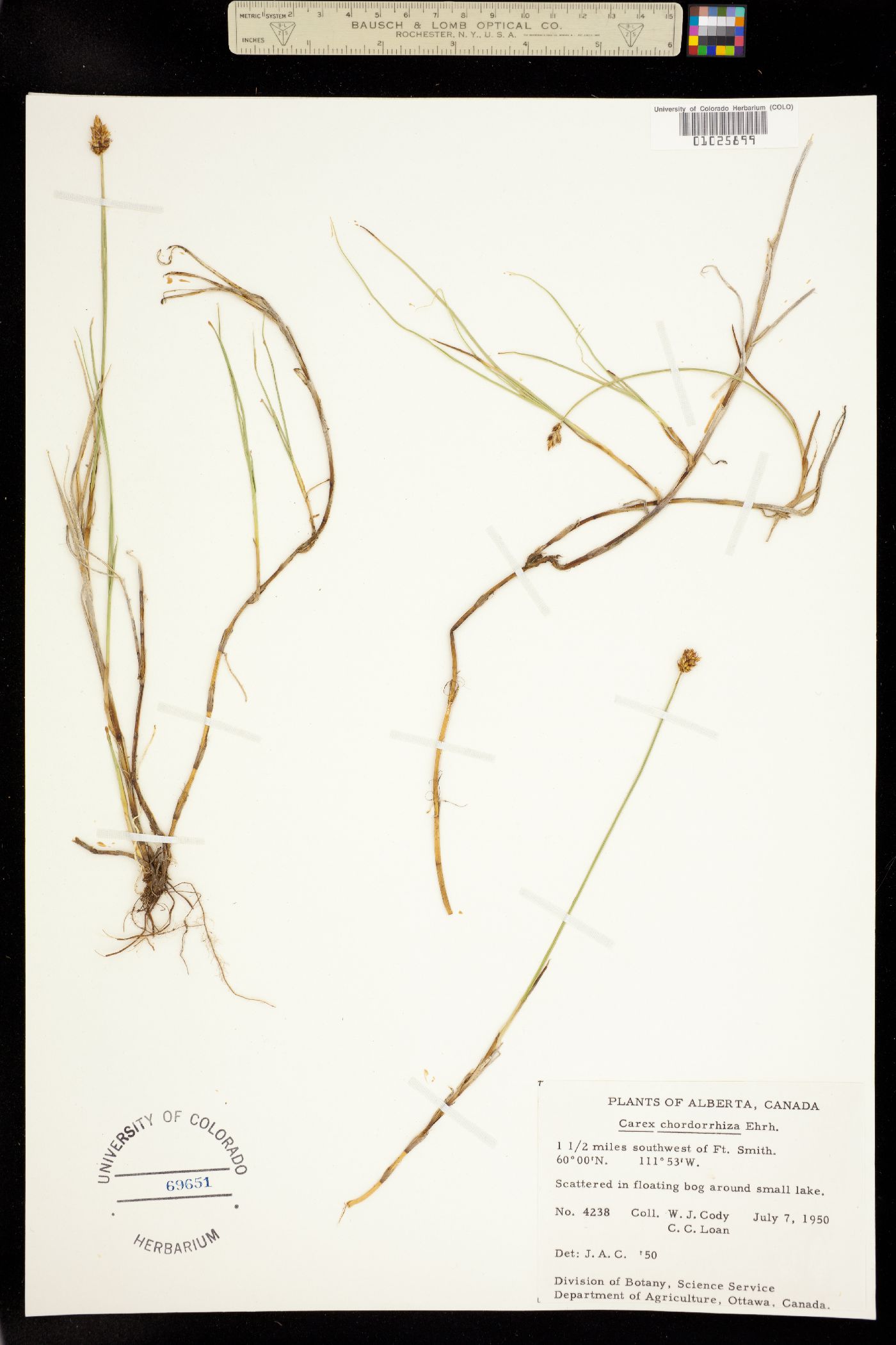 Carex chordorrhiza image