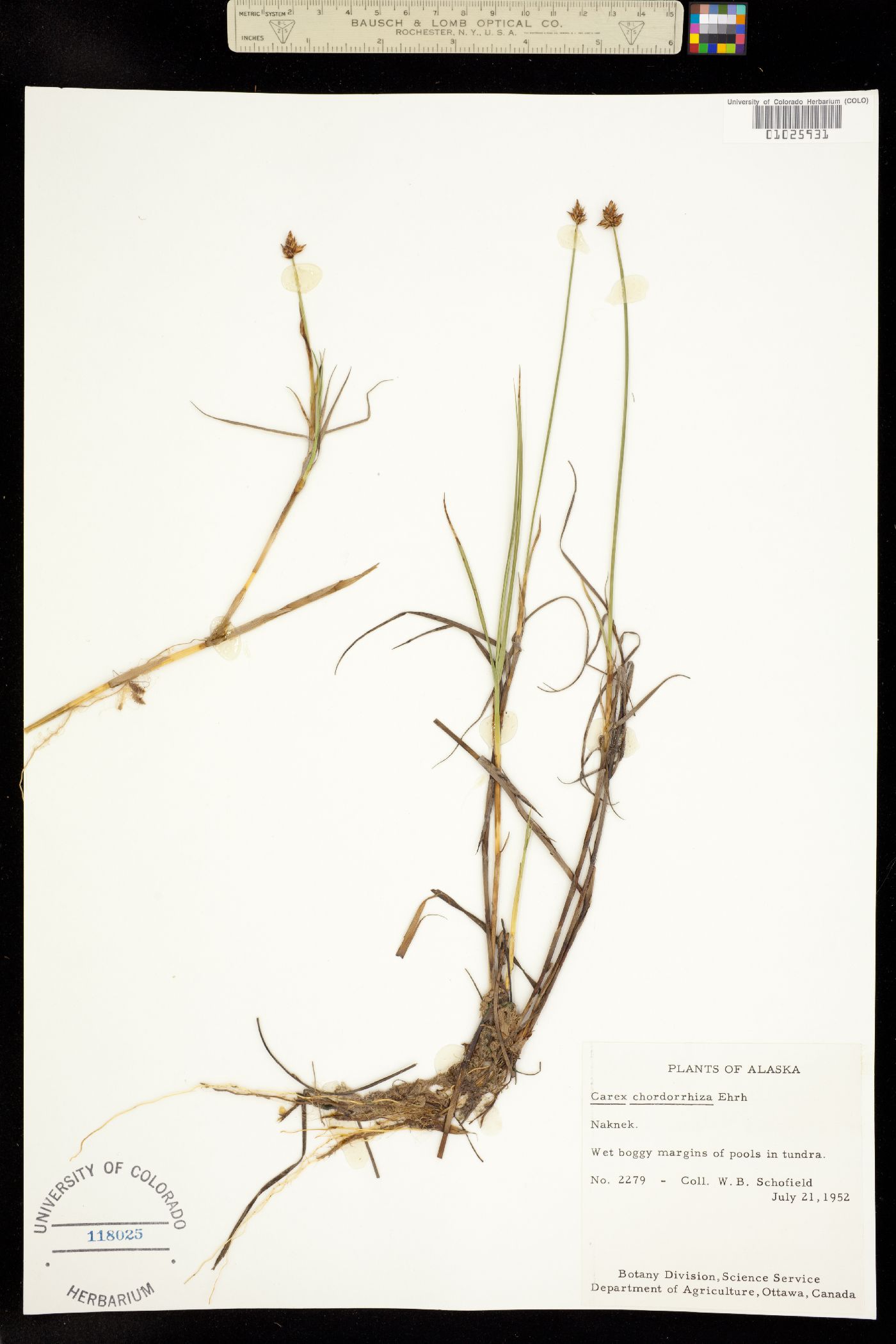 Carex chordorrhiza image