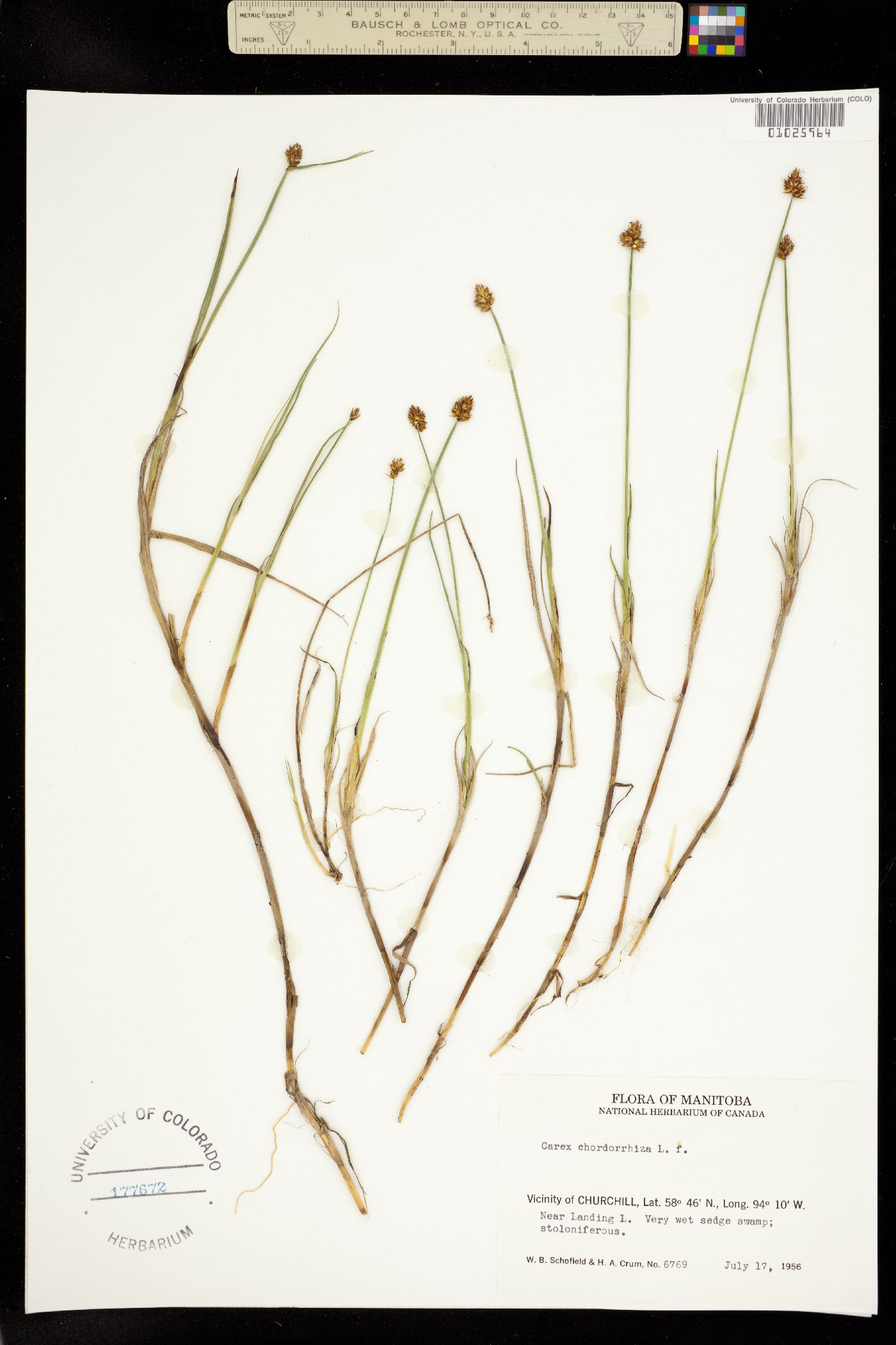 Carex chordorrhiza image