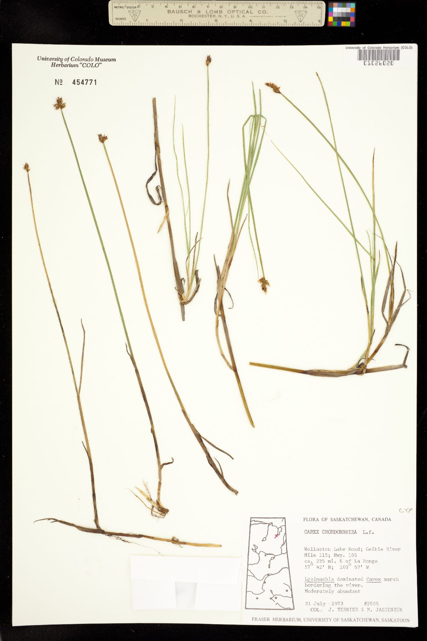 Carex chordorrhiza image