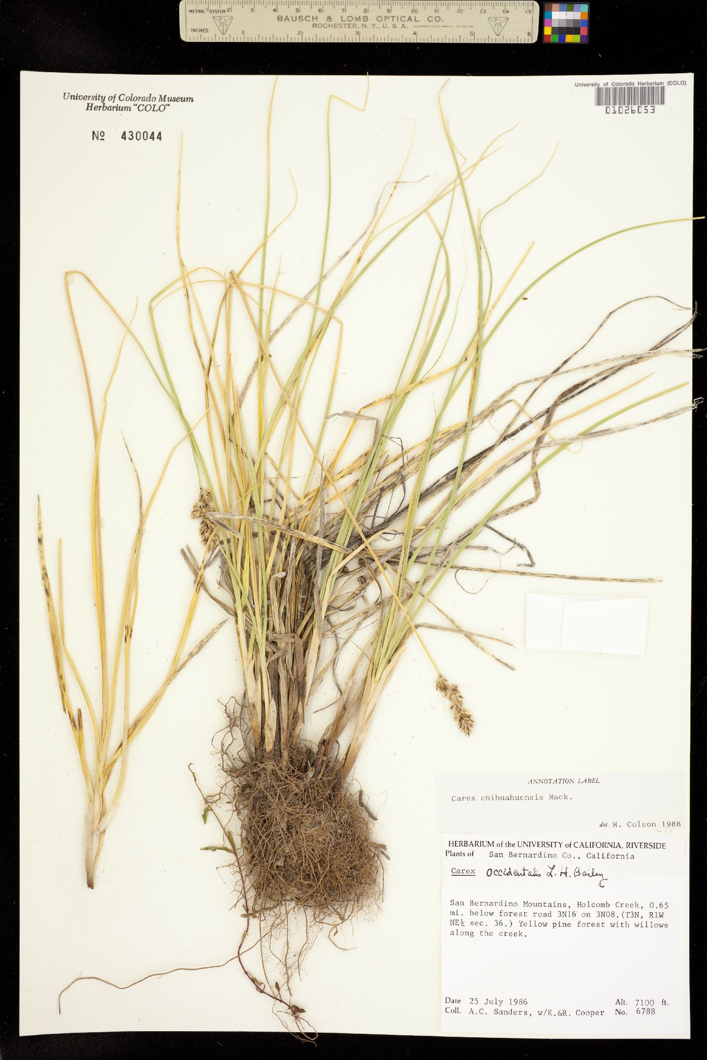 Carex chihuahuensis image