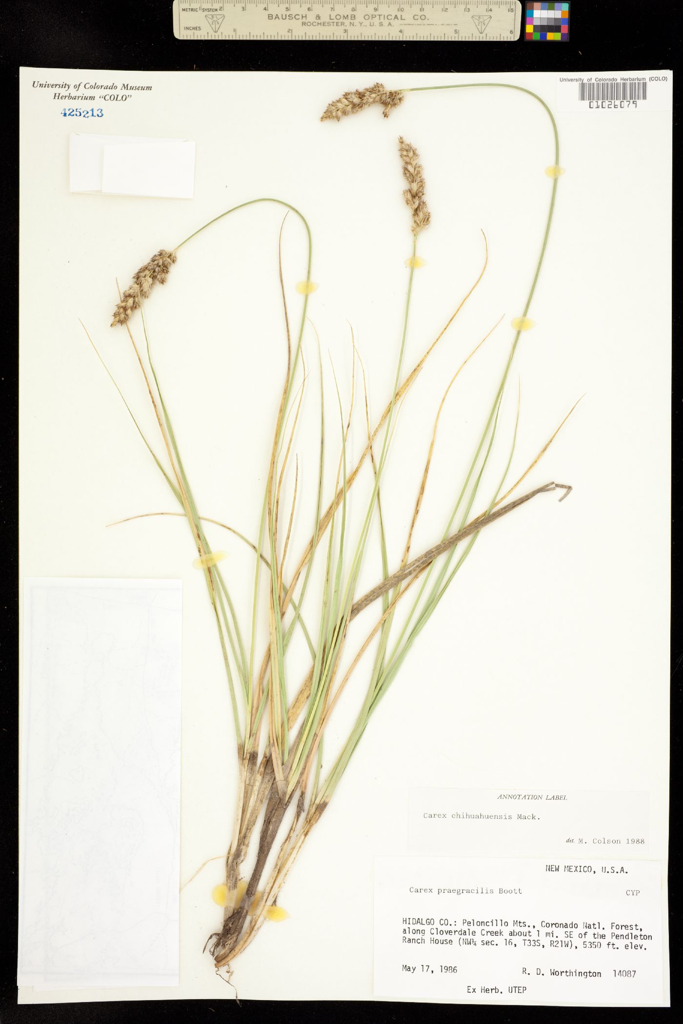 Carex chihuahuensis image