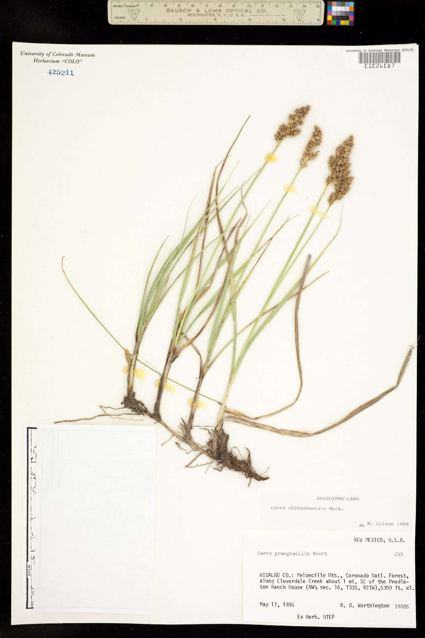 Carex chihuahuensis image