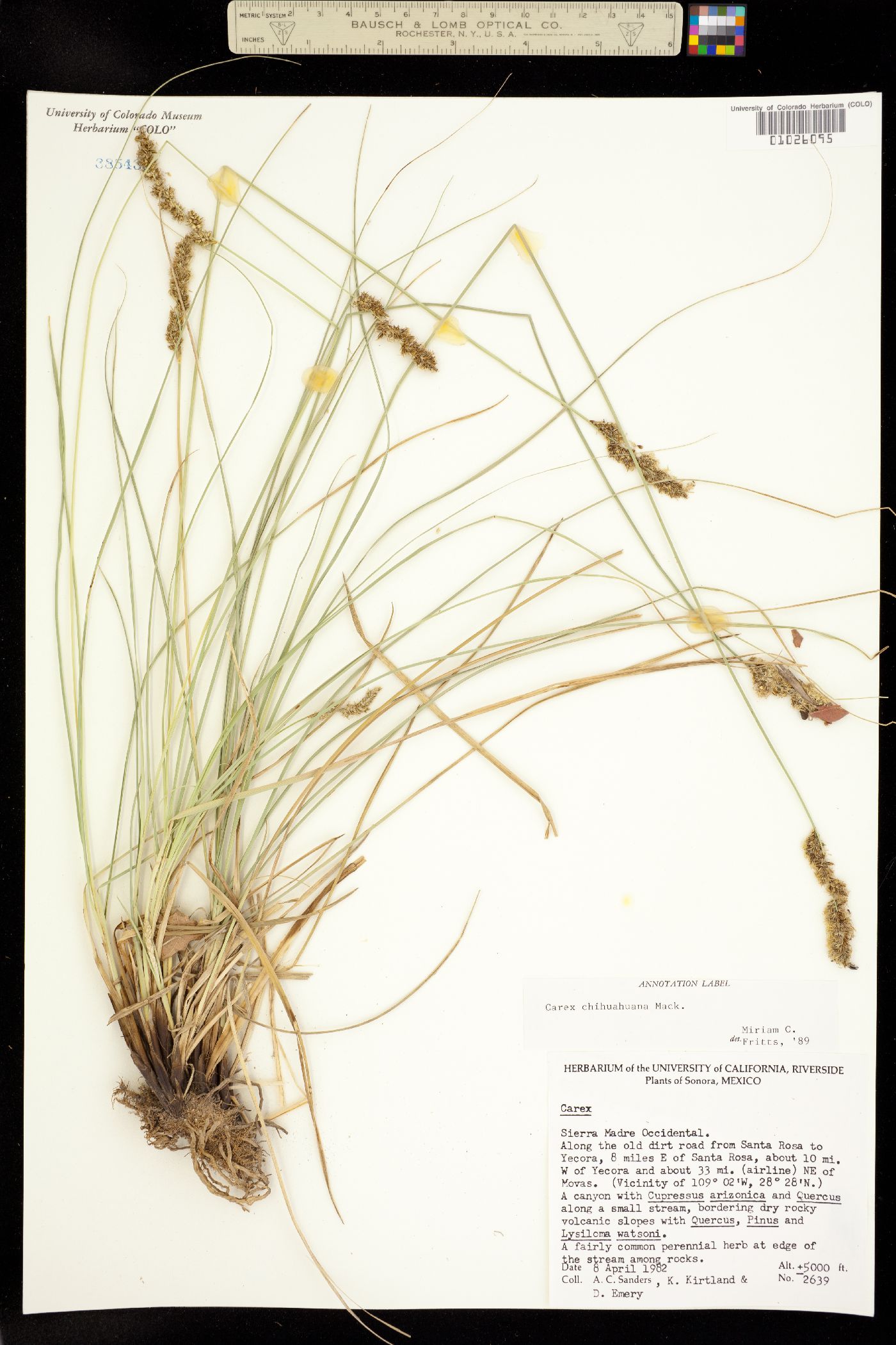 Carex chihuahuensis image