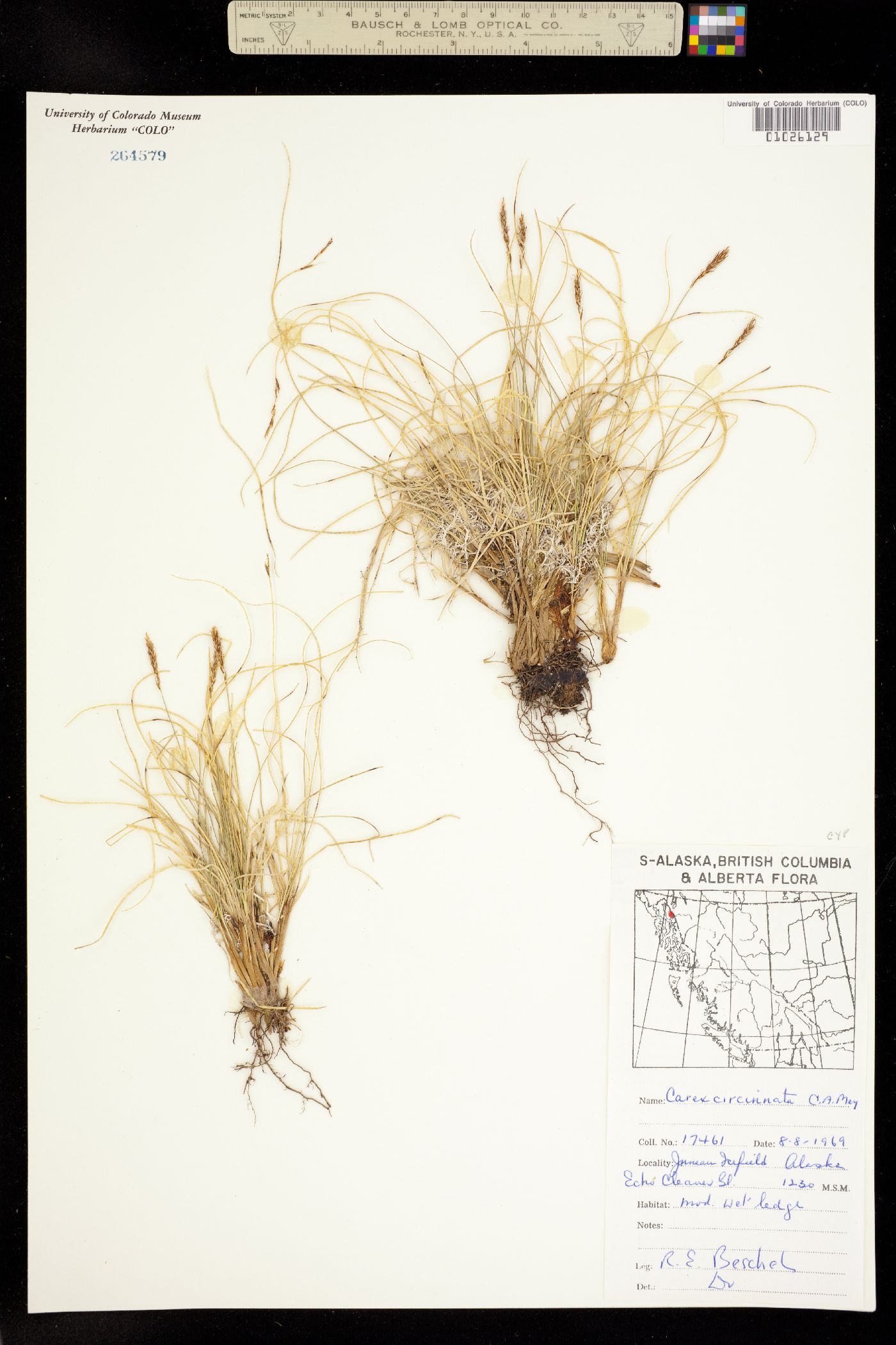 Carex circinata image
