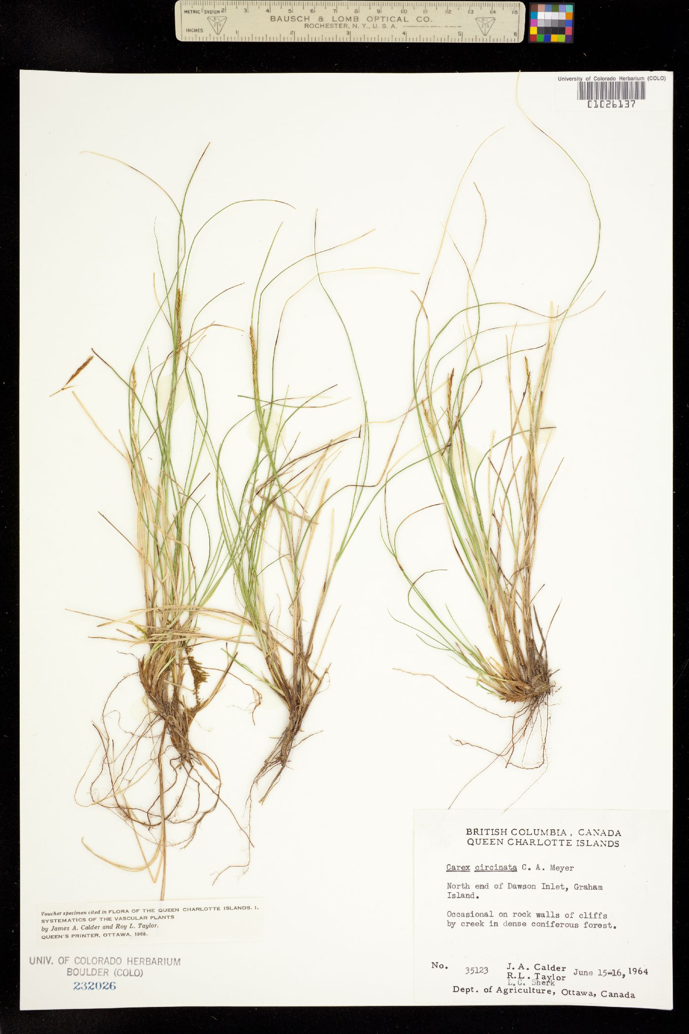 Carex circinata image