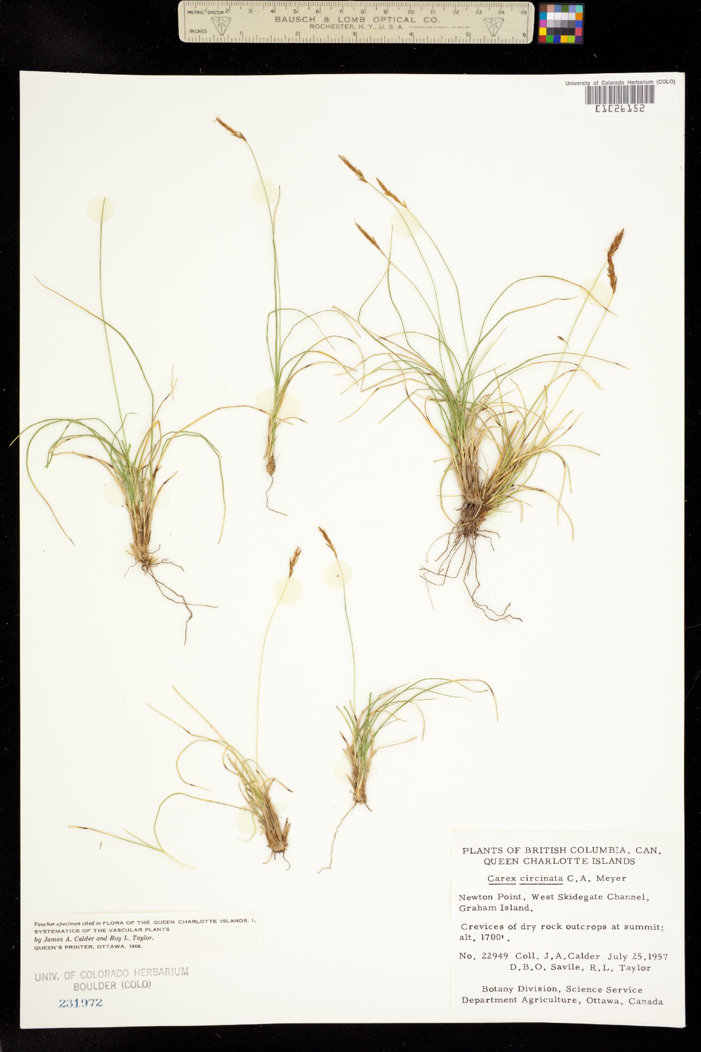 Carex circinata image