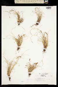 Image of Carex circinata