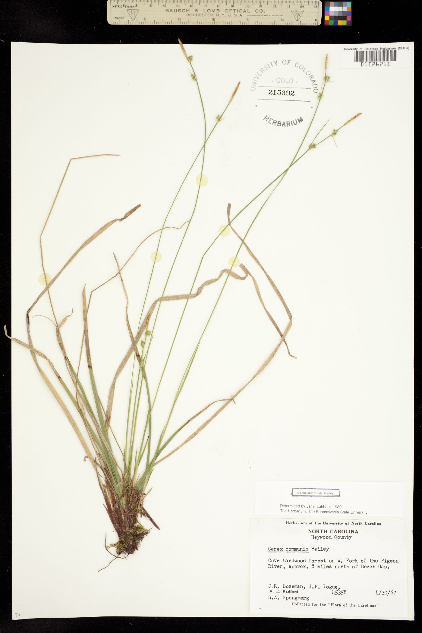 Carex communis image