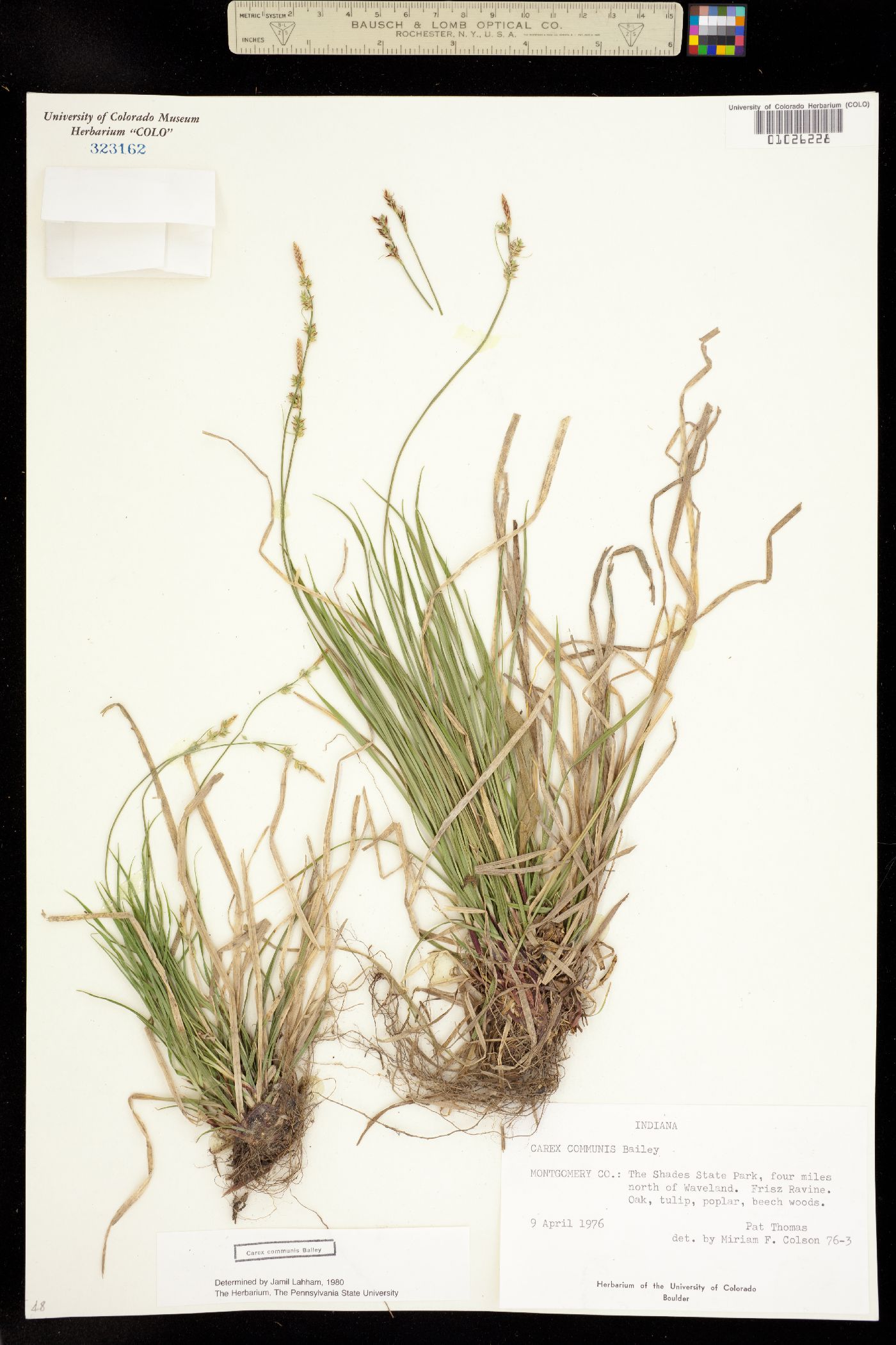 Carex communis image